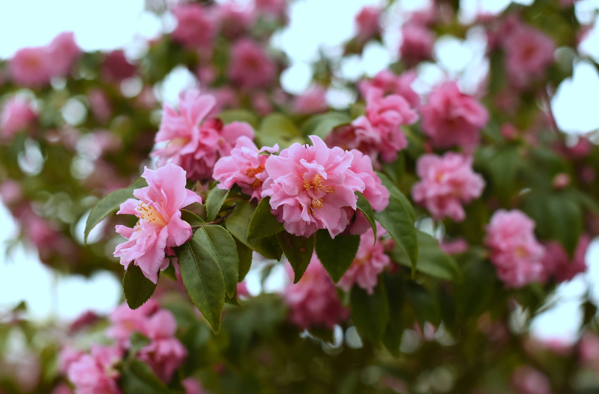 Pink Camellia Flowers in Bloom HD Wallpaper