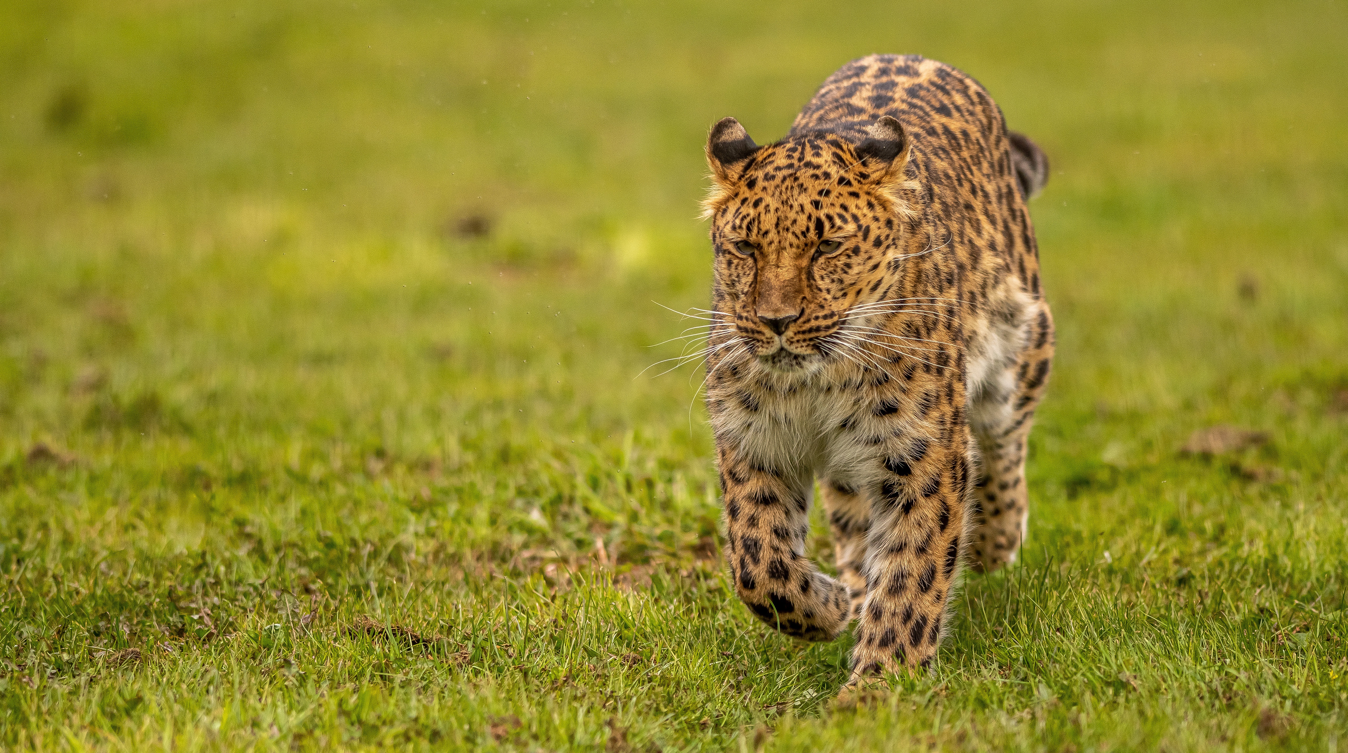 Leopard walking on green grass HD Wallpaper