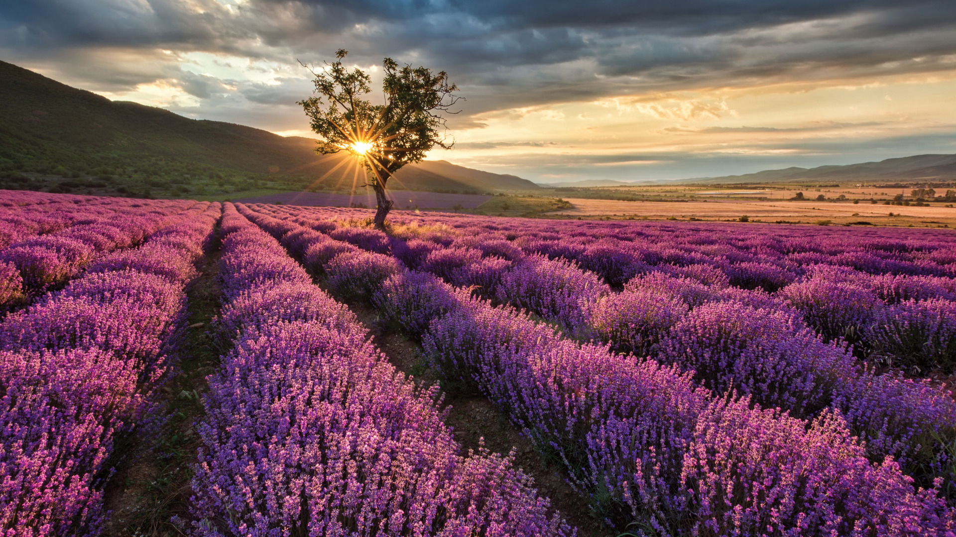 Lone Tree in Lavender Field at Sunset HD Wallpaper