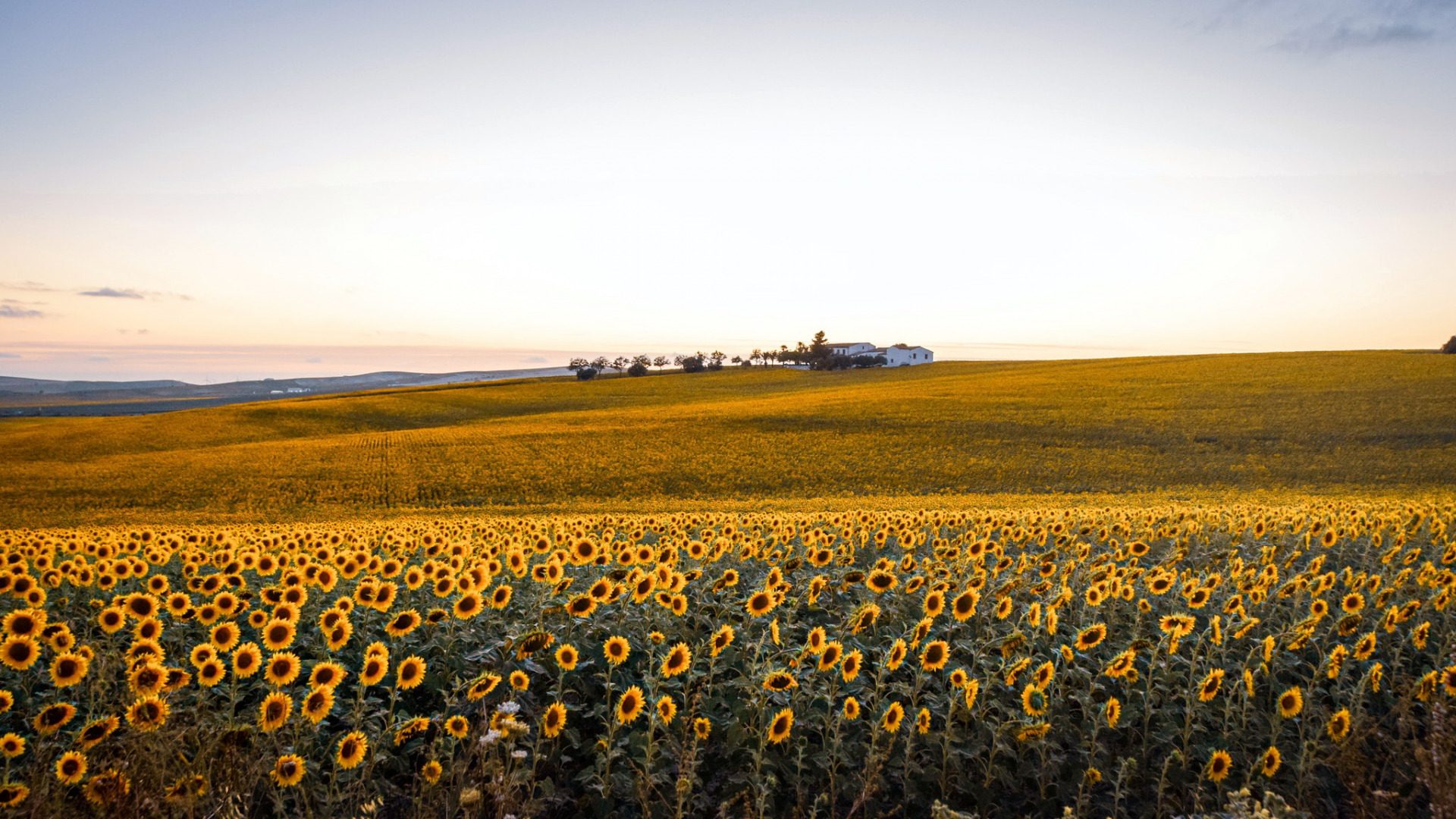 Vast sunflower field under a golden sunset sky HD Wallpaper