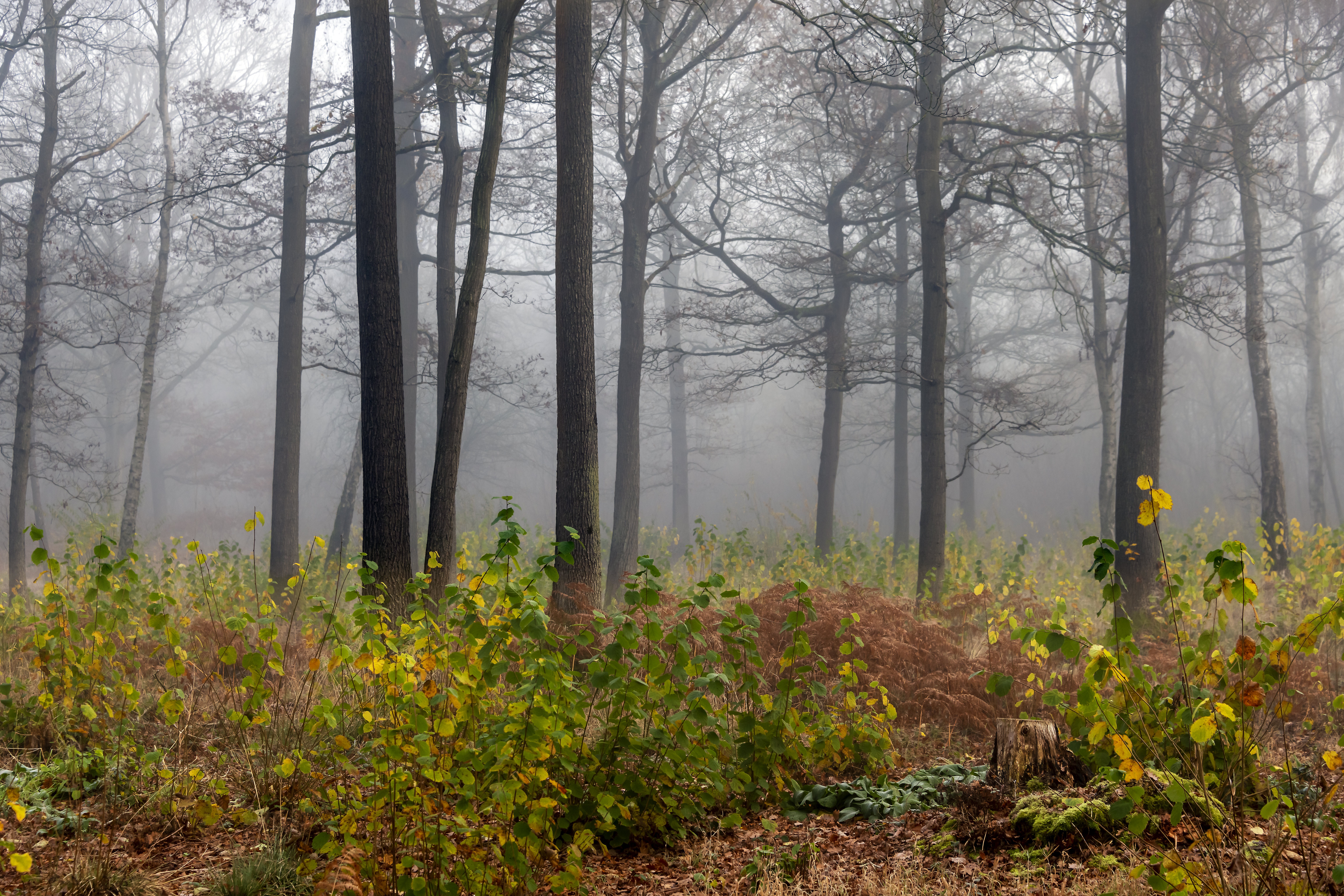 Ethereal foggy forest with vibrant ground cover HD Wallpaper