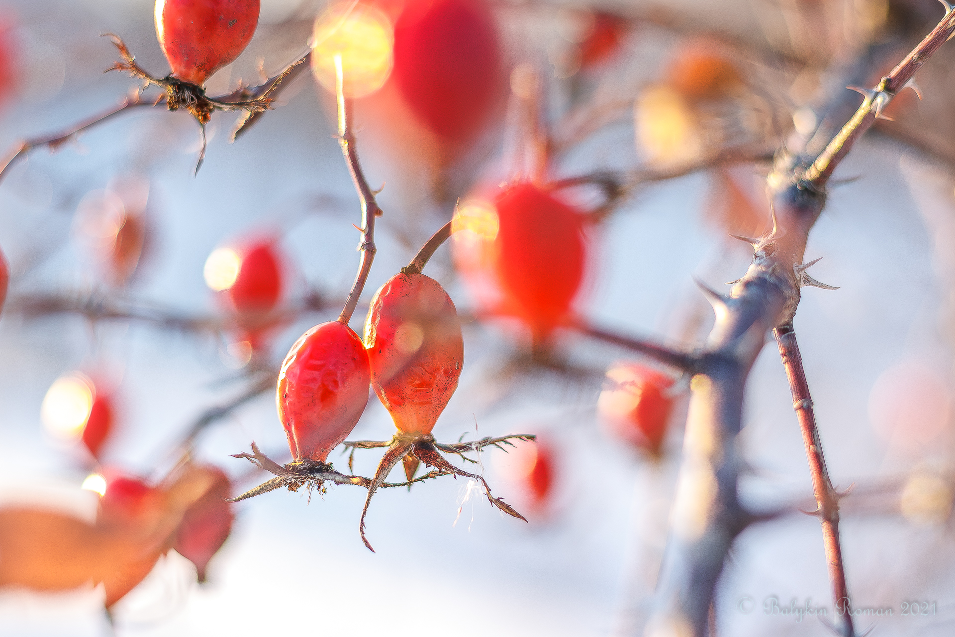 Close-up of bright red rose hips on thorny branches HD Wallpaper