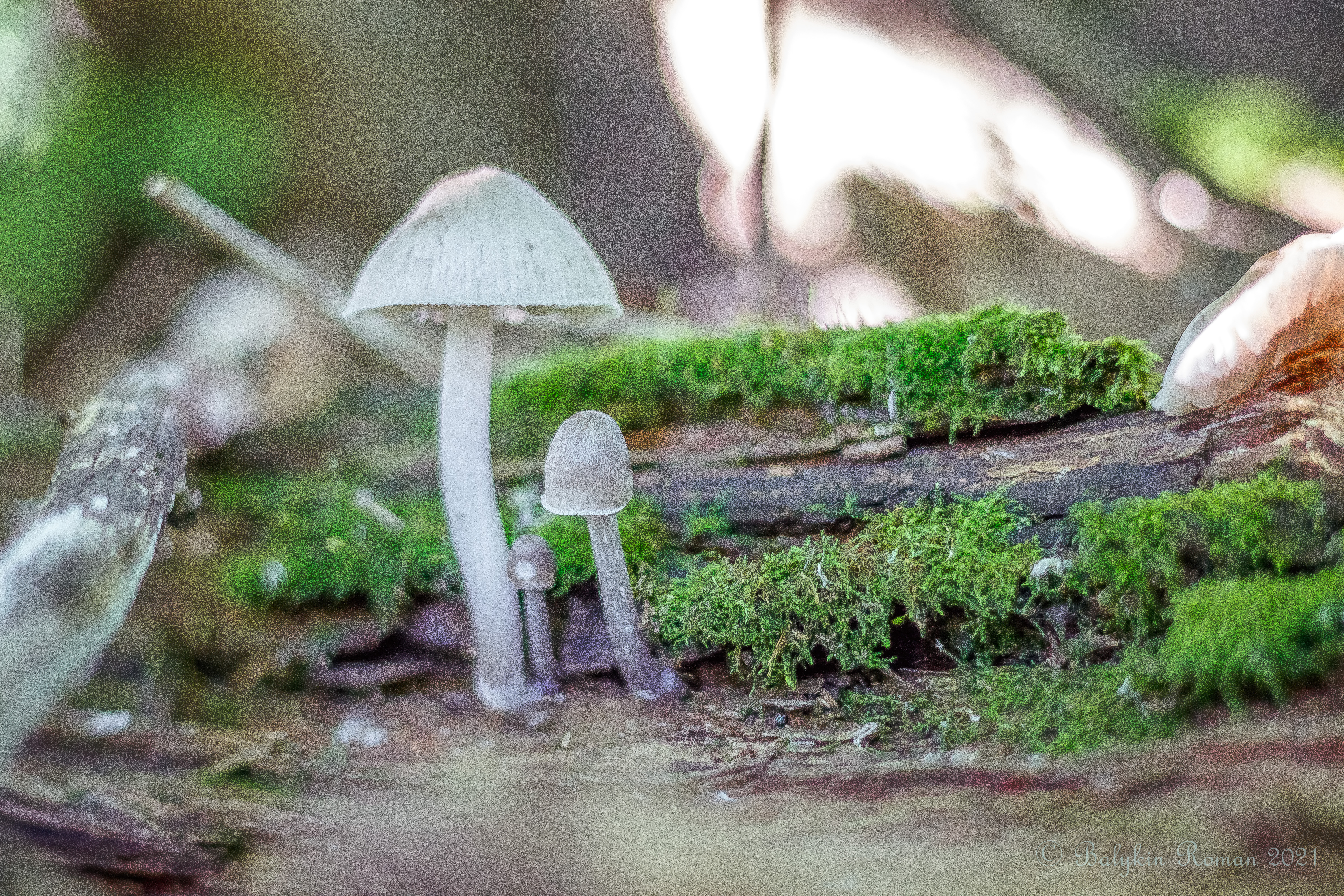 Mushrooms on a mossy log in the forest HD Wallpaper