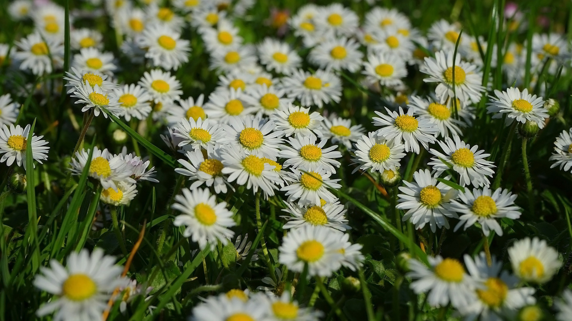 Sunny field of white Marguerite daisies HD Wallpaper