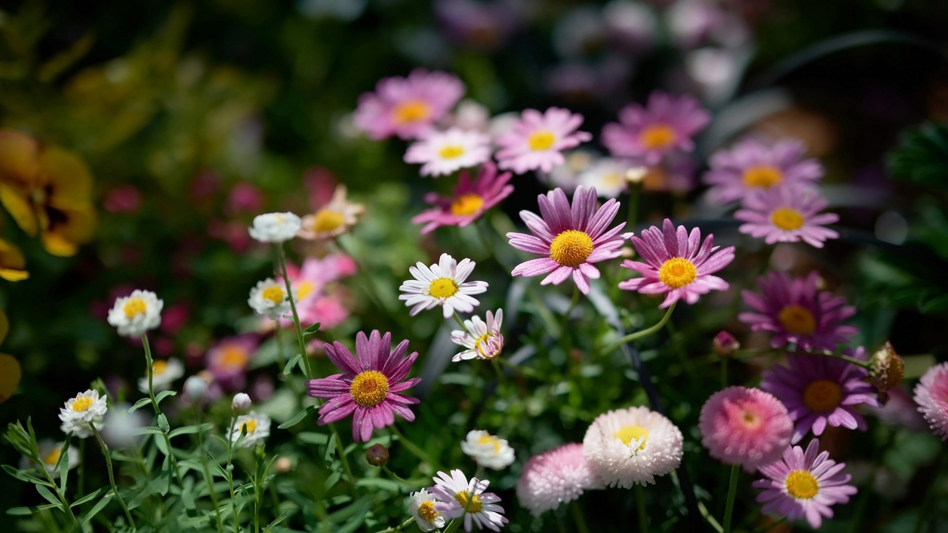 Colorful Marguerites and Daisies in a Sunny Garden HD Wallpaper