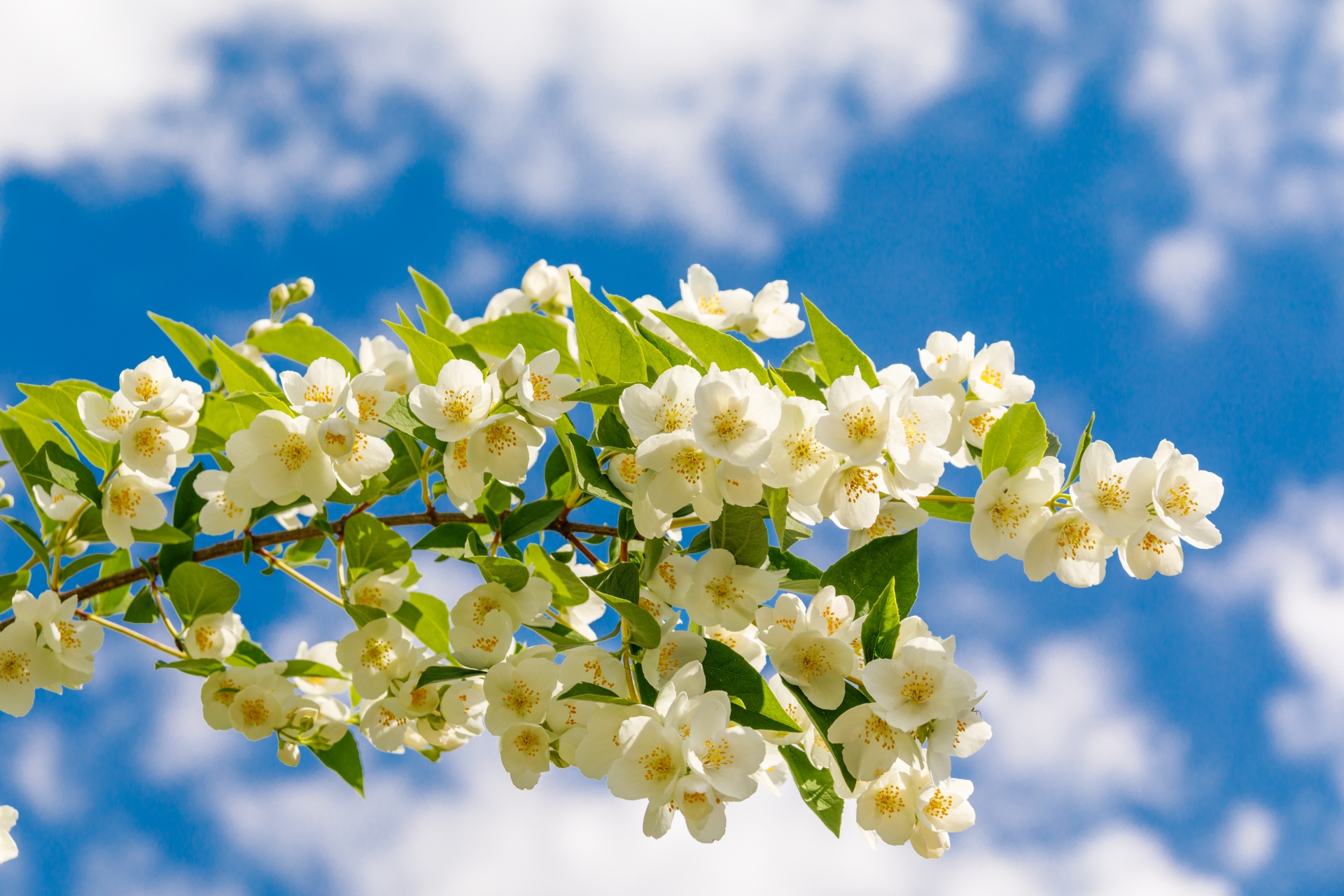 White jasmine blossoms under blue sky HD Wallpaper