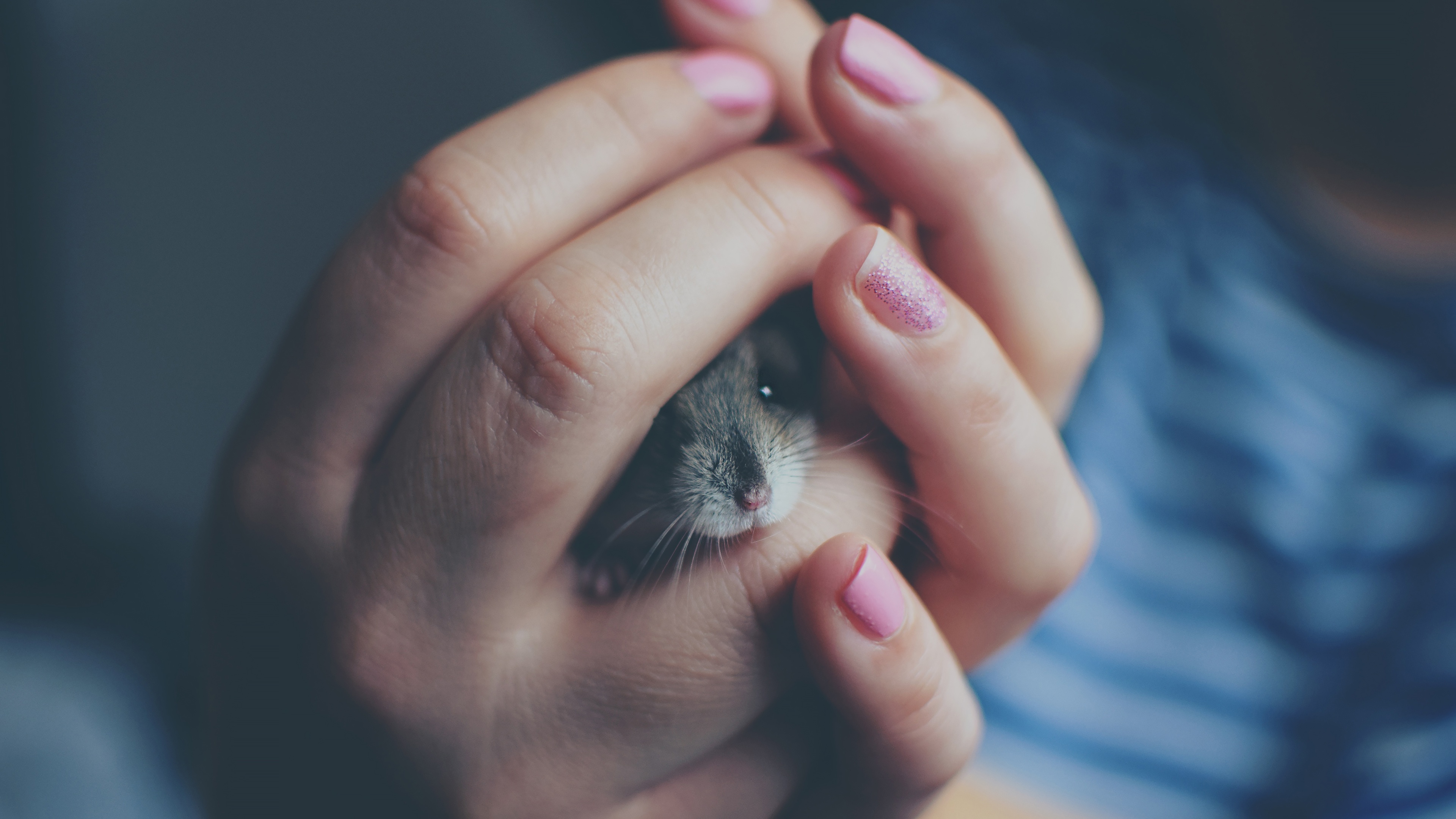 Macro photography of a mouse held in hands HD Wallpaper
