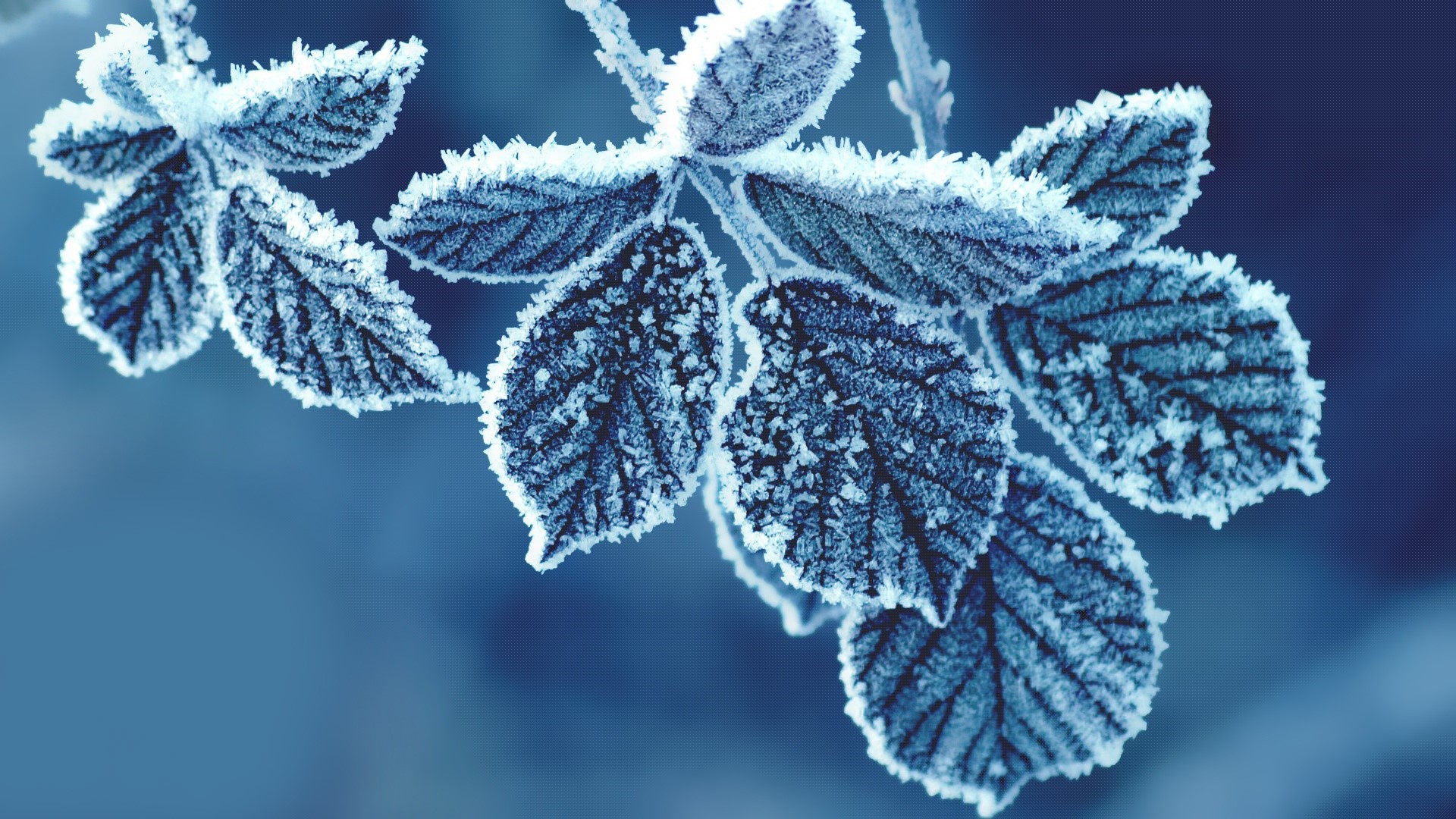 Frosty leaves in winter nature HD Wallpaper