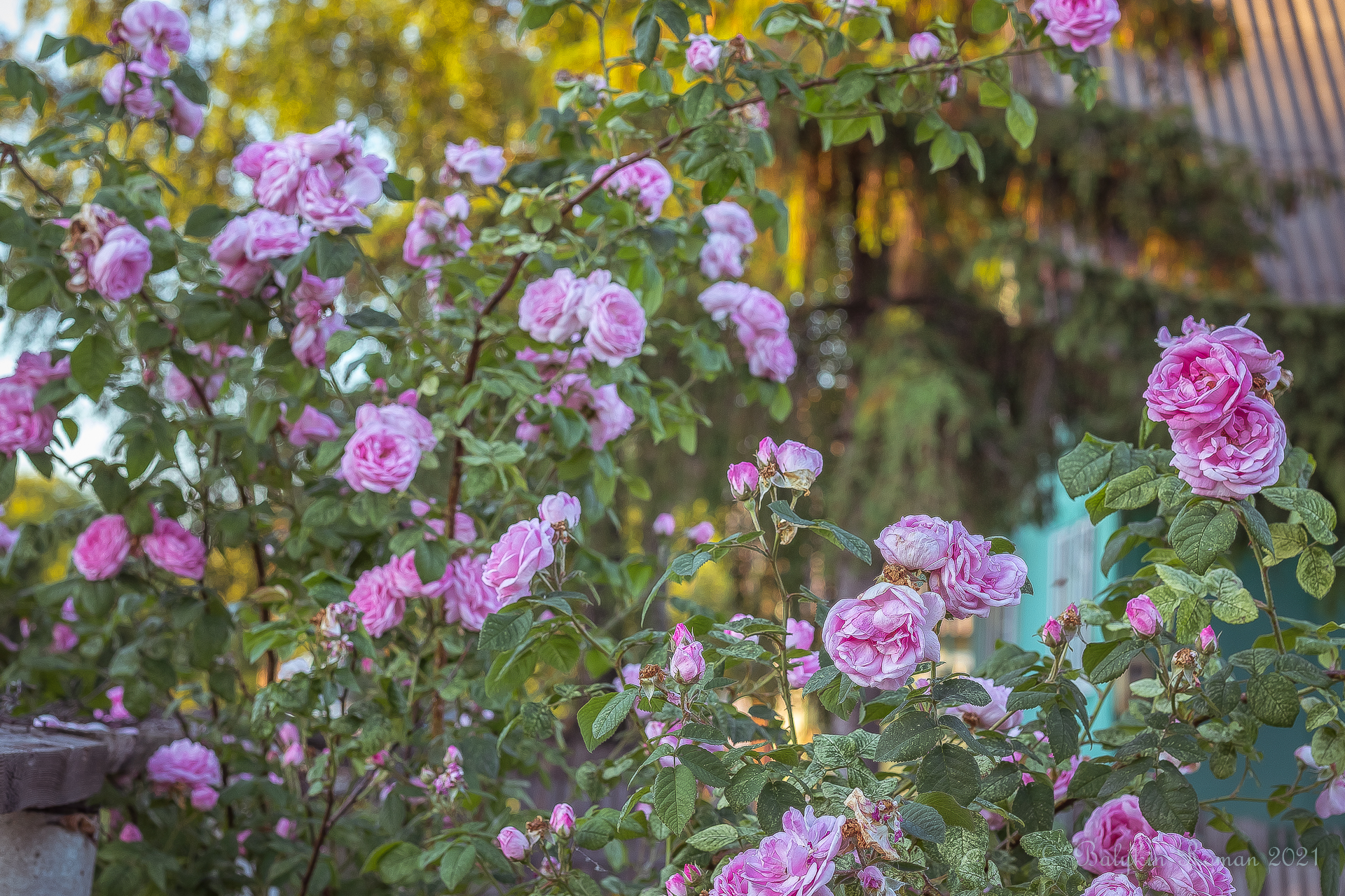 Pink rose bush in bloom HD Wallpaper