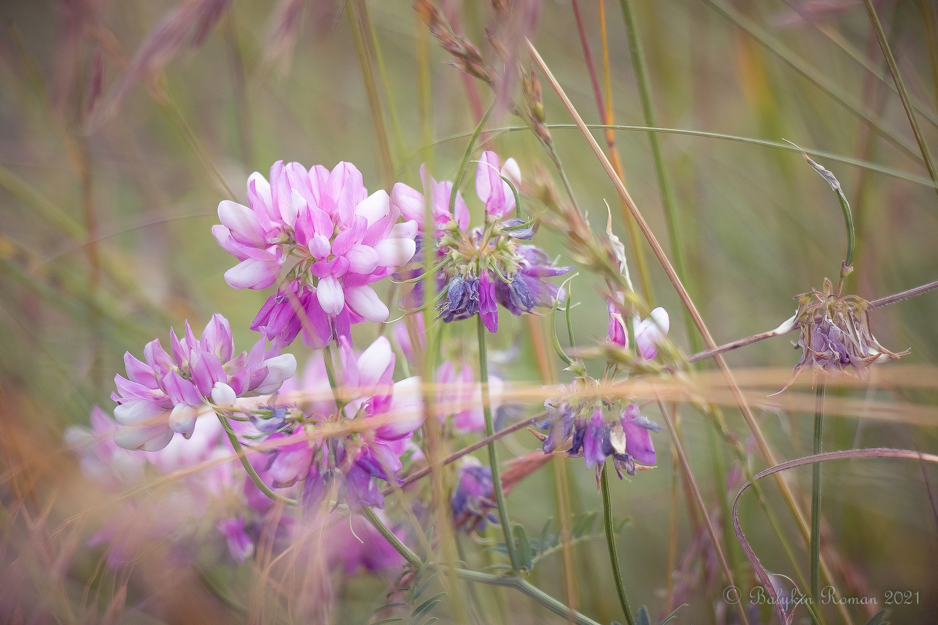 Pink and purple wildflowers in tall grass HD Wallpaper