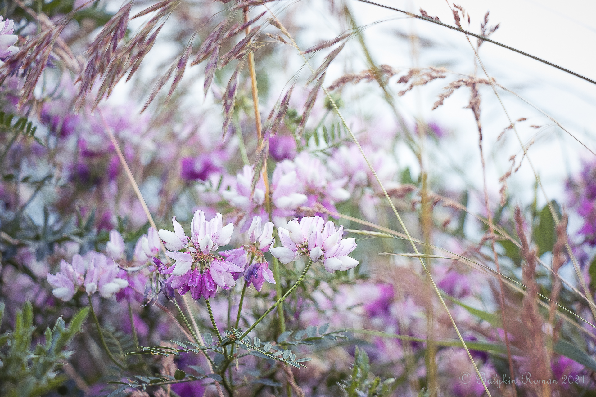 Close-up of purple and white flowers with tall grass HD Wallpaper