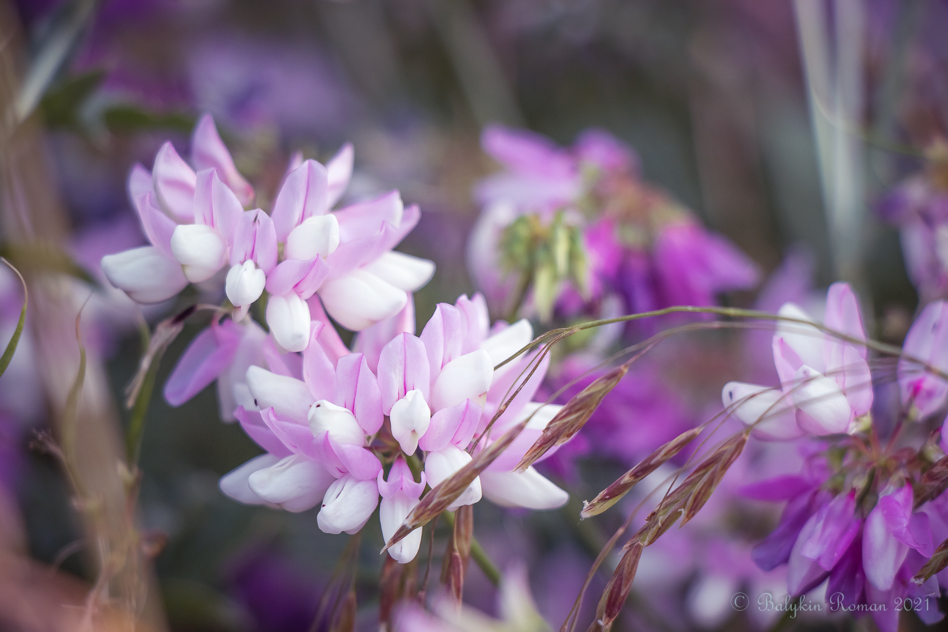 Close-up of pink and white flowers with purple background HD Wallpaper