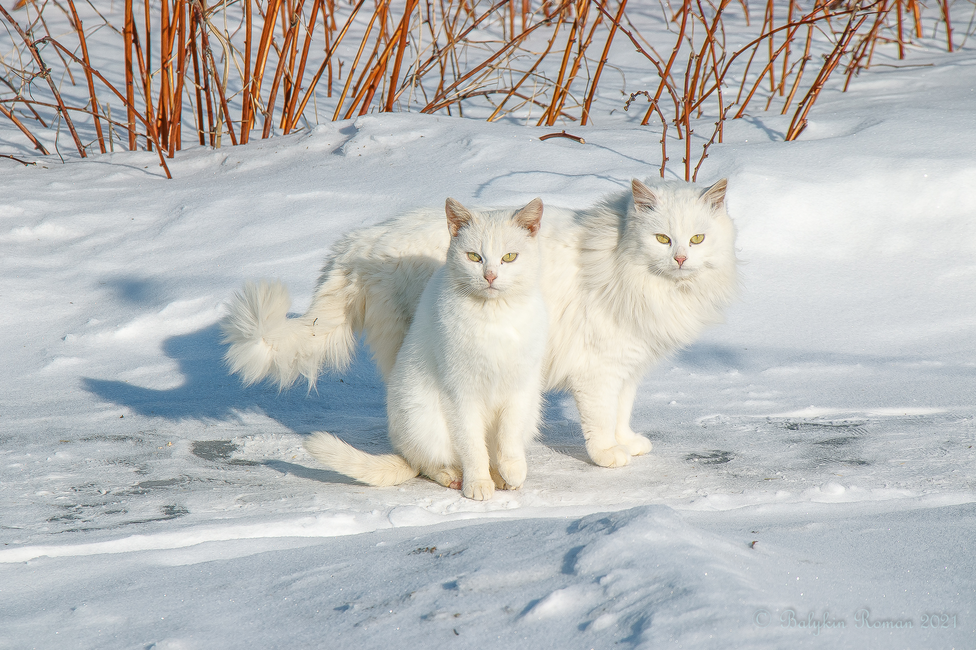 Two white cats in the snow HD Wallpaper