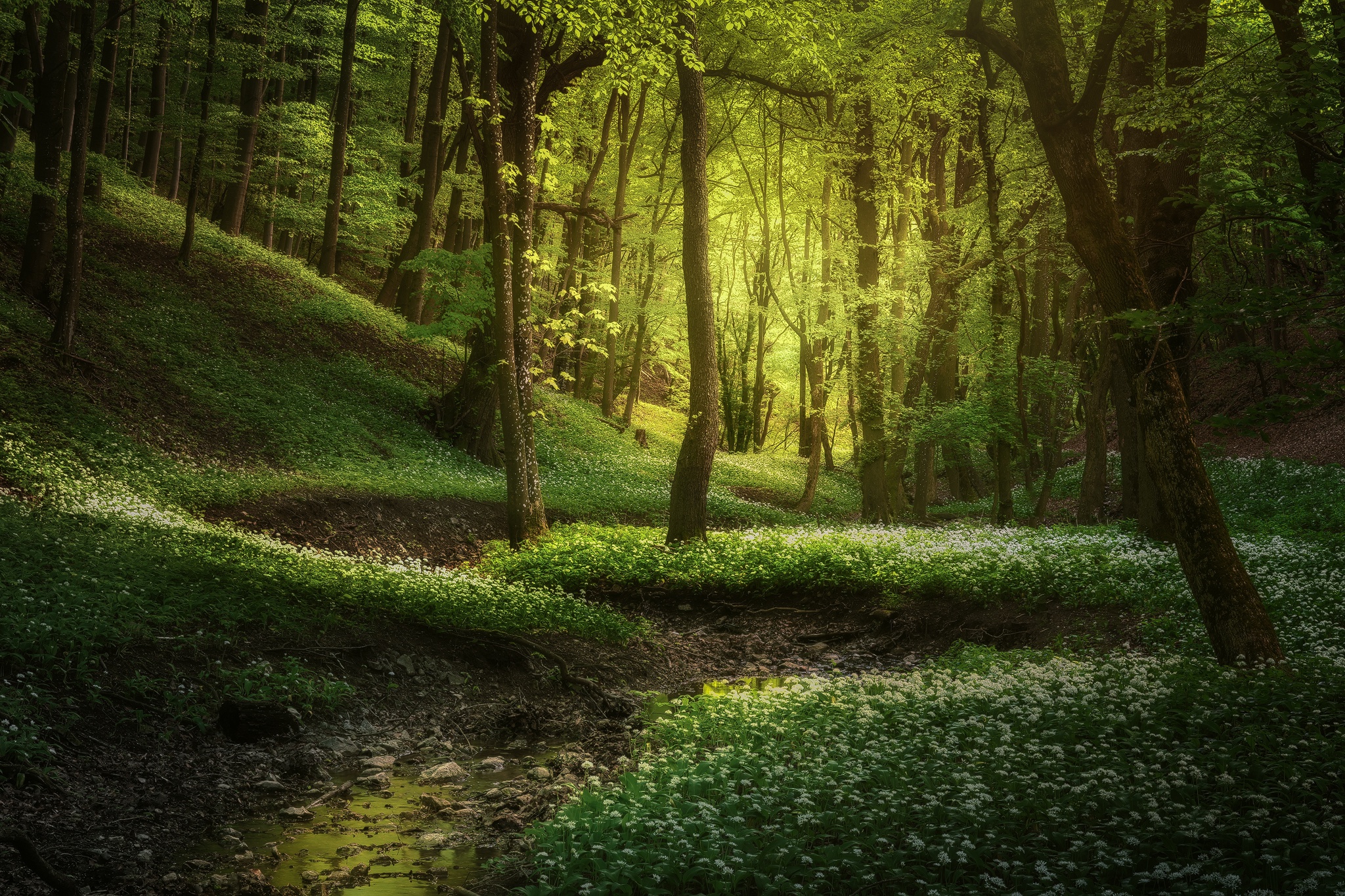 Enchanted Forest Path with Wildflowers HD Wallpaper