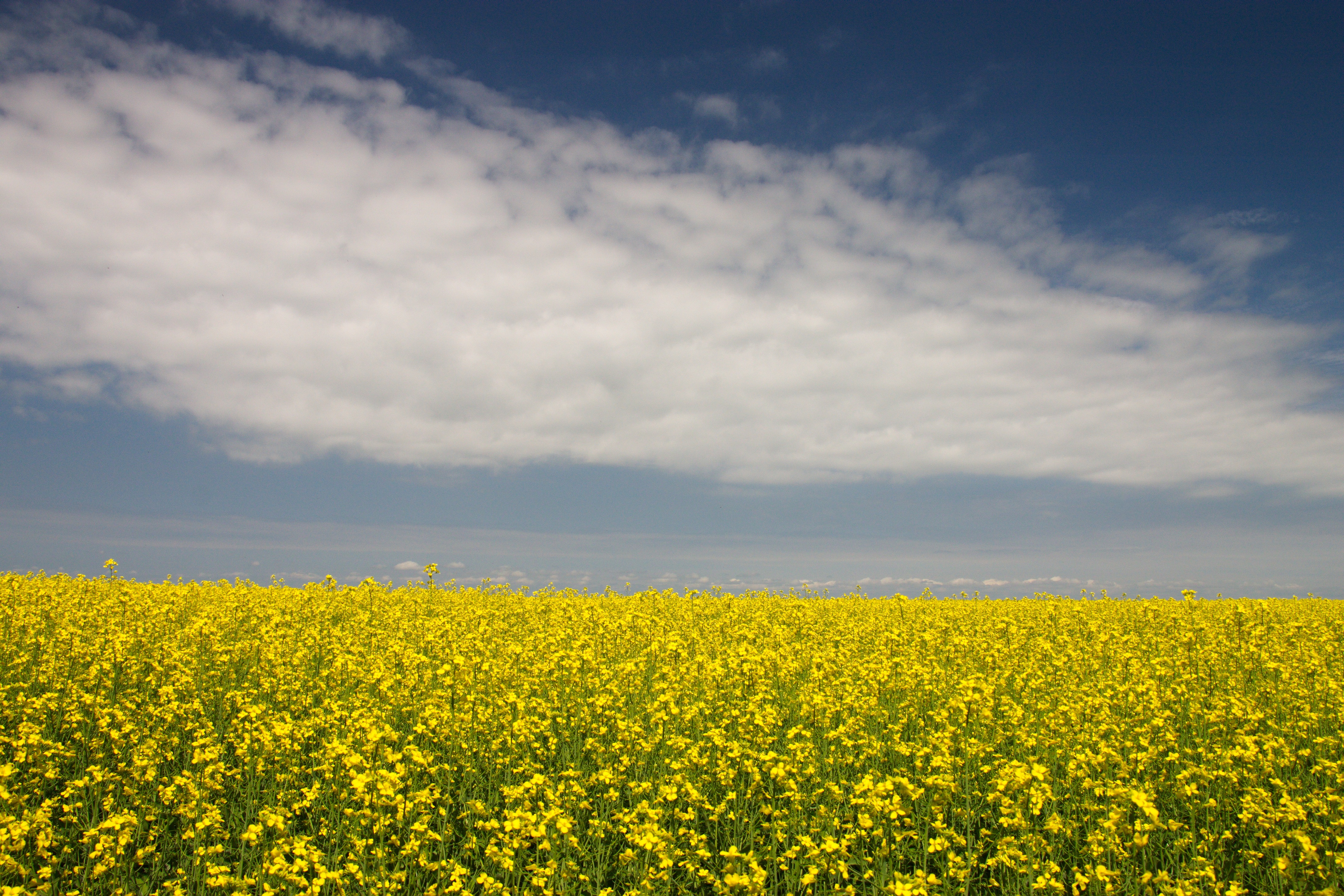 Vast field of yellow rapeseed flowers under a cloudy sky HD Wallpaper