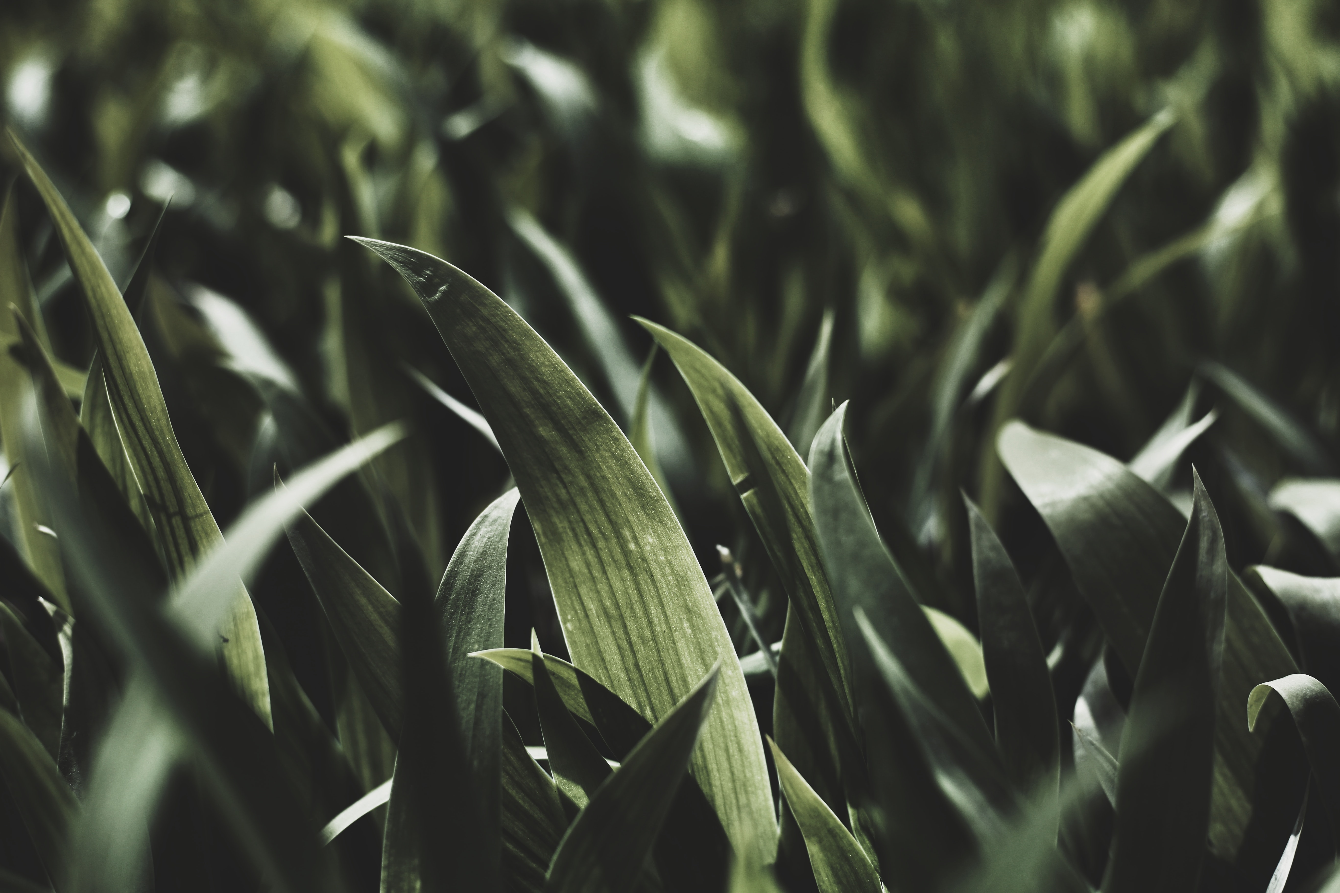 Close-up of green leaves with shallow depth of field HD Wallpaper