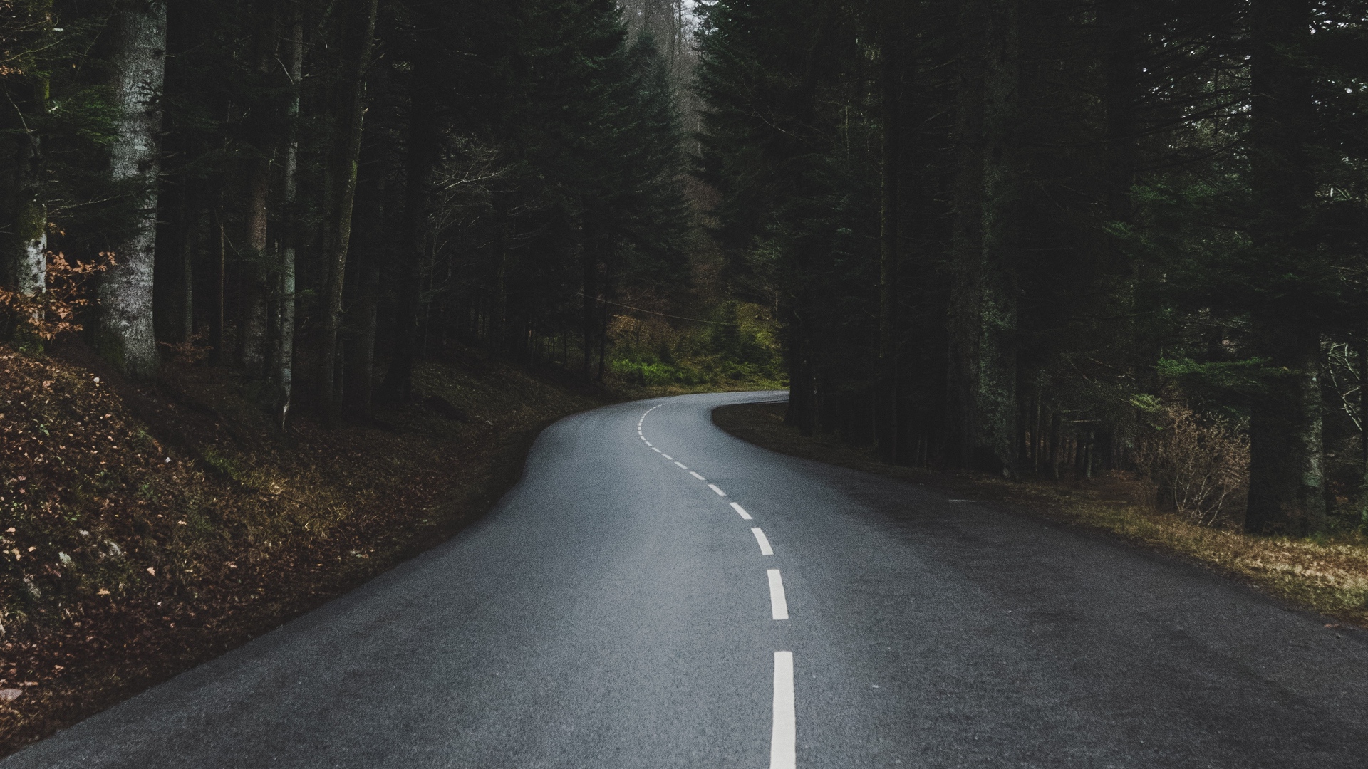 Winding road through a dark, dense forest HD Wallpaper