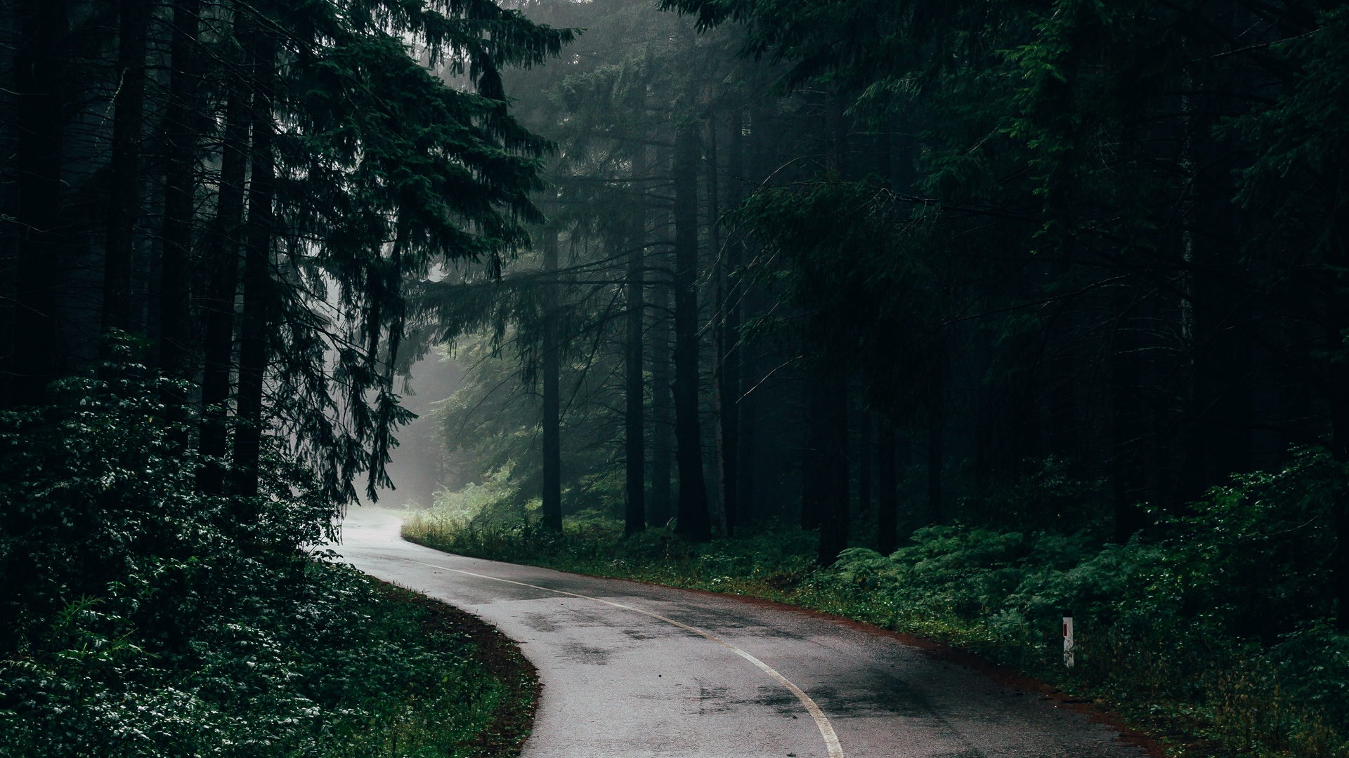 Winding road through a dark, misty forest HD Wallpaper