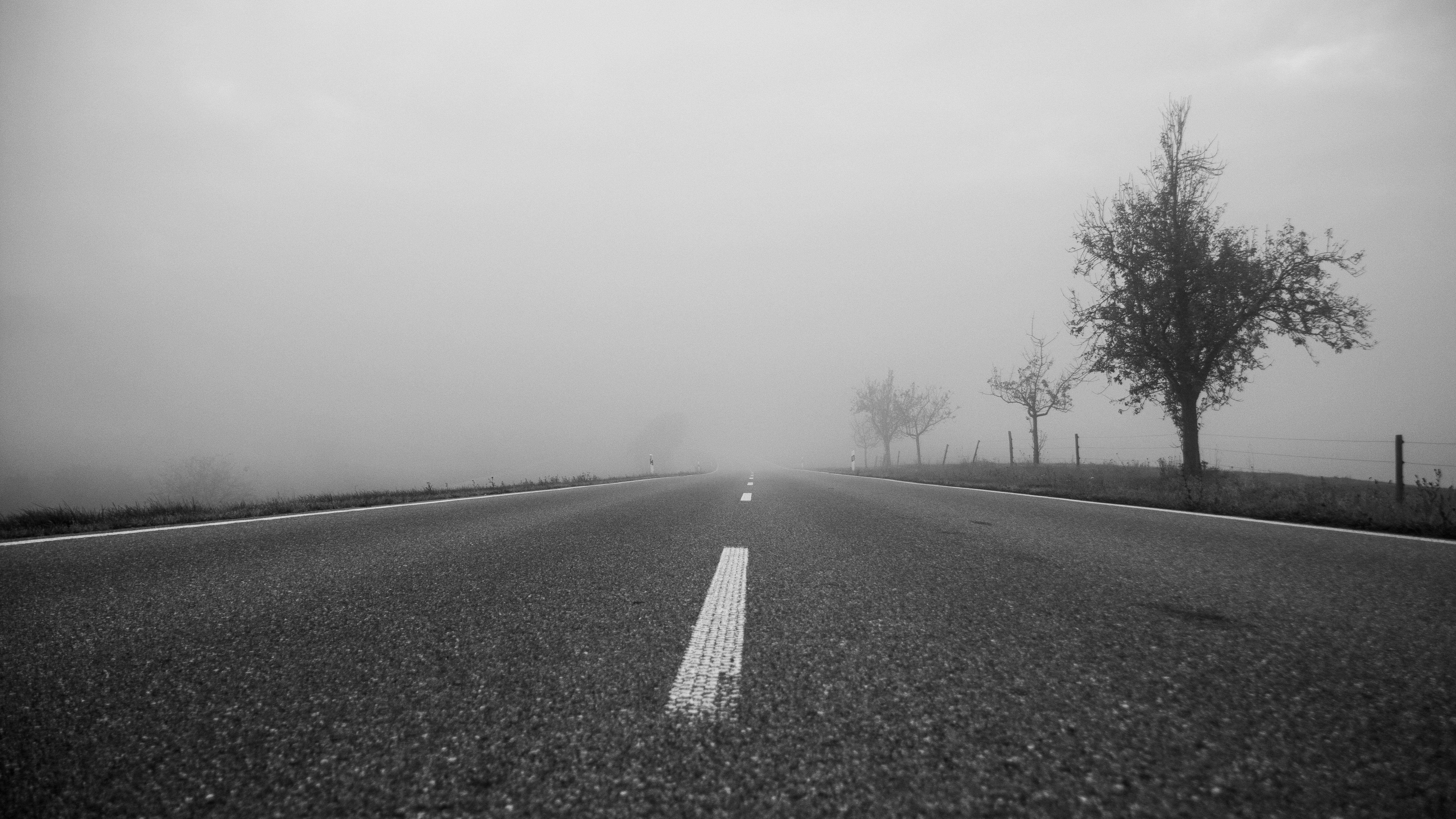 Foggy road with trees in black and white HD Wallpaper