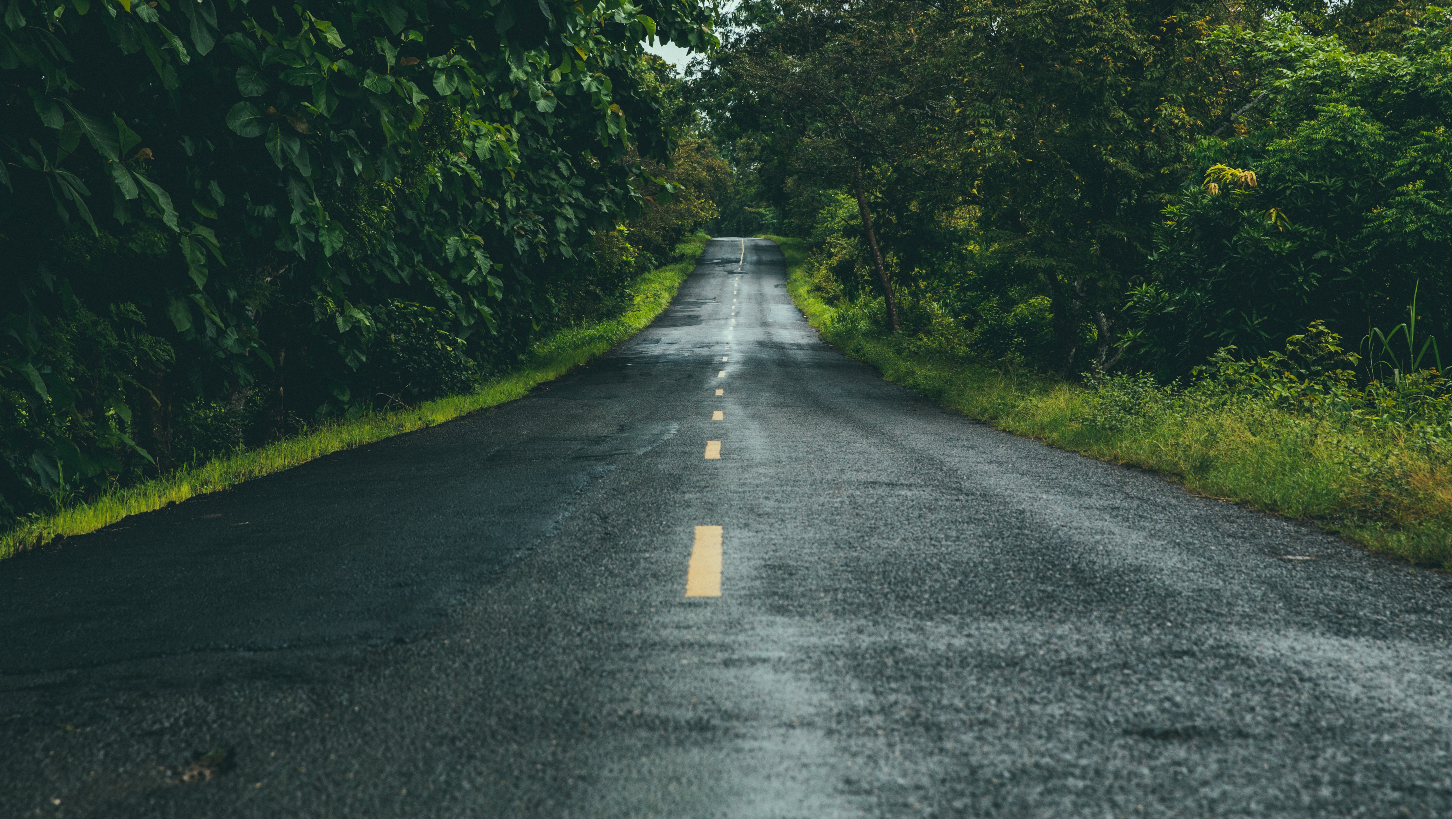 Wet asphalt road through lush green forest HD Wallpaper