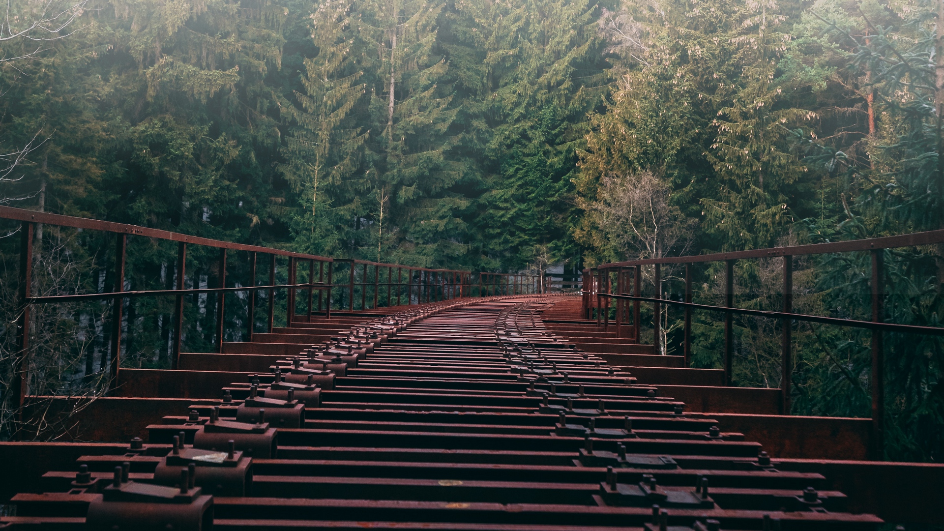 Abandoned railroad tracks in a dense forest HD Wallpaper