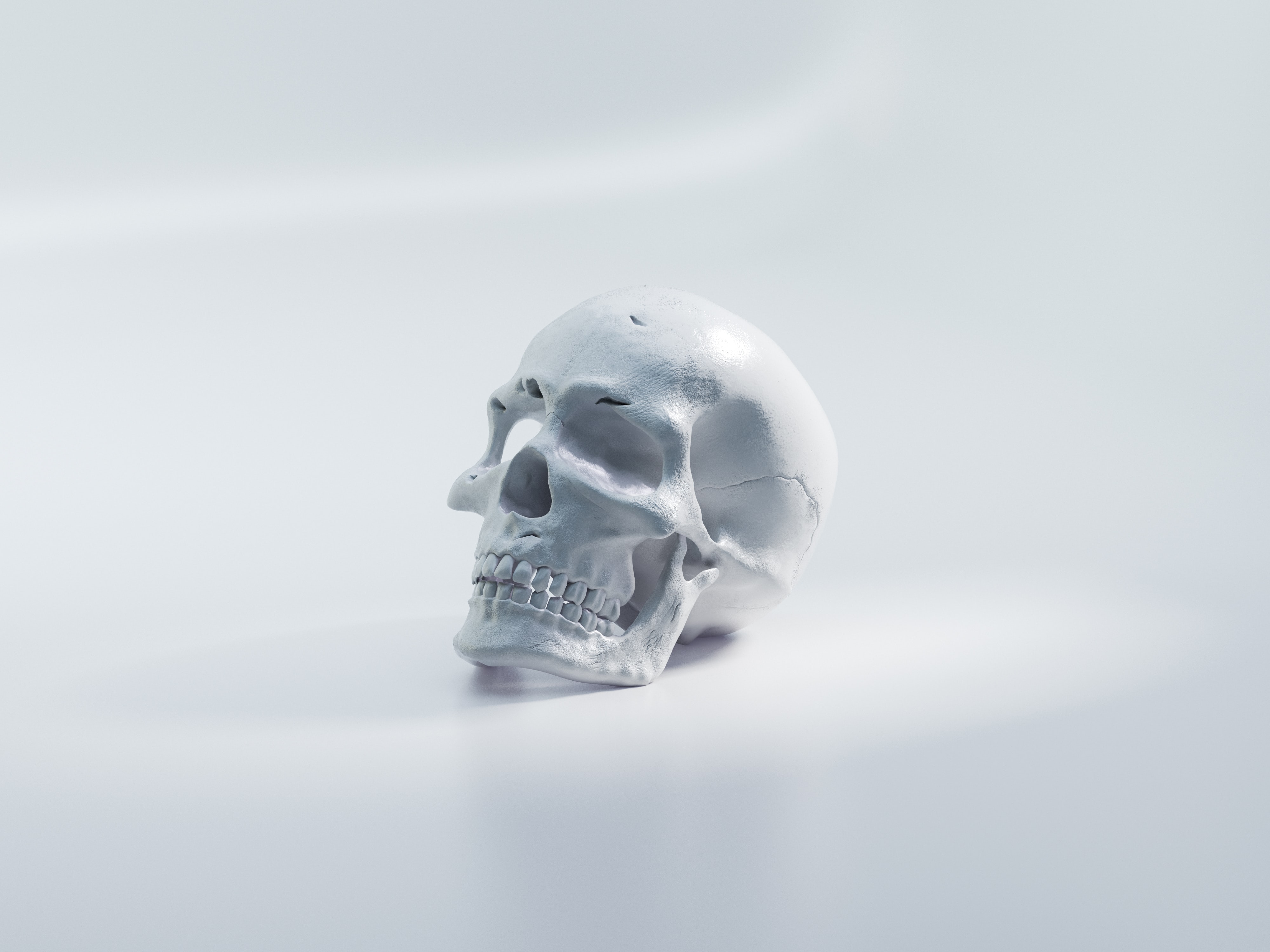 White skull on a light background HD Wallpaper