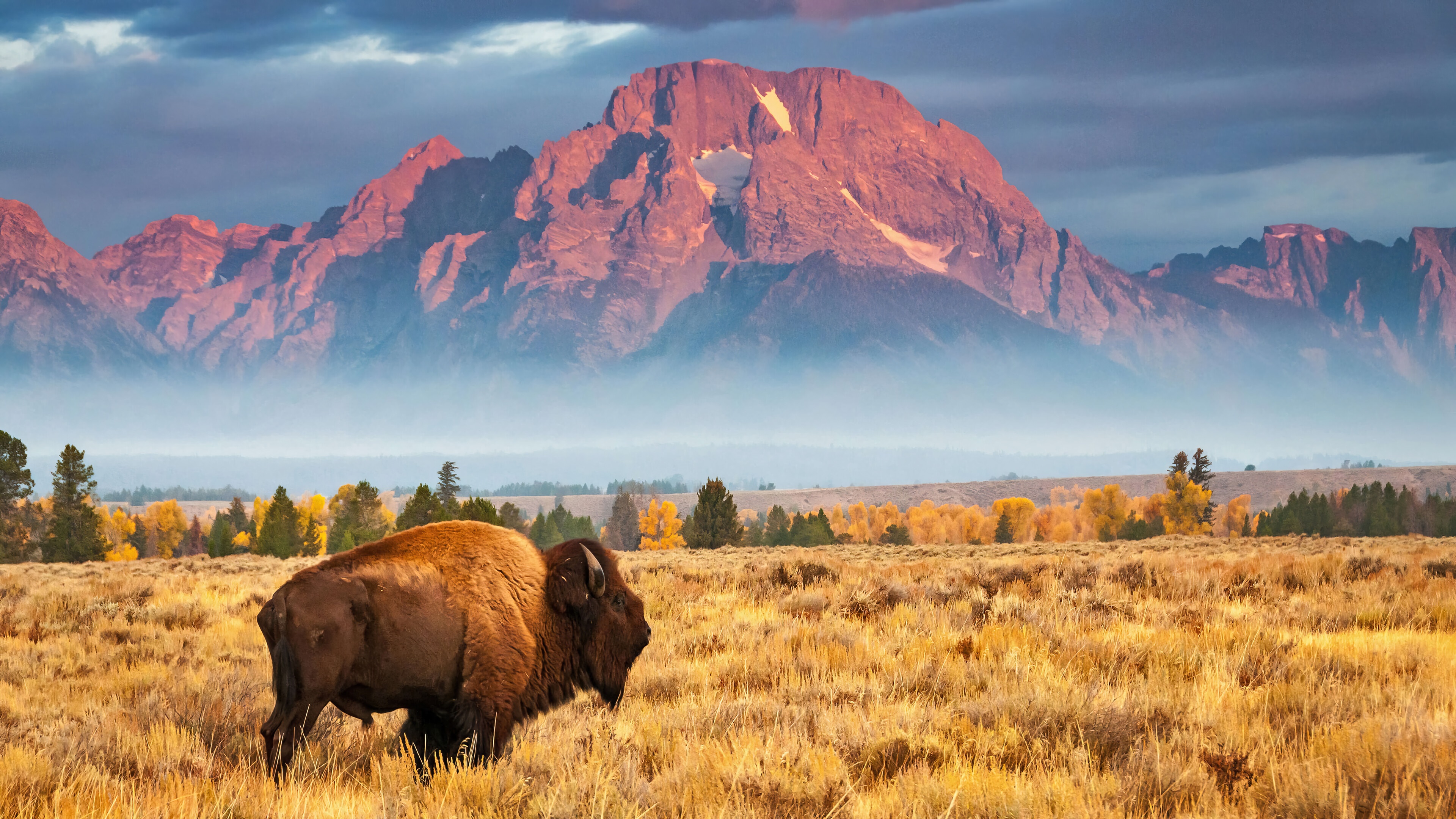 Bison in Grand Teton National Park 4K HD Wallpaper