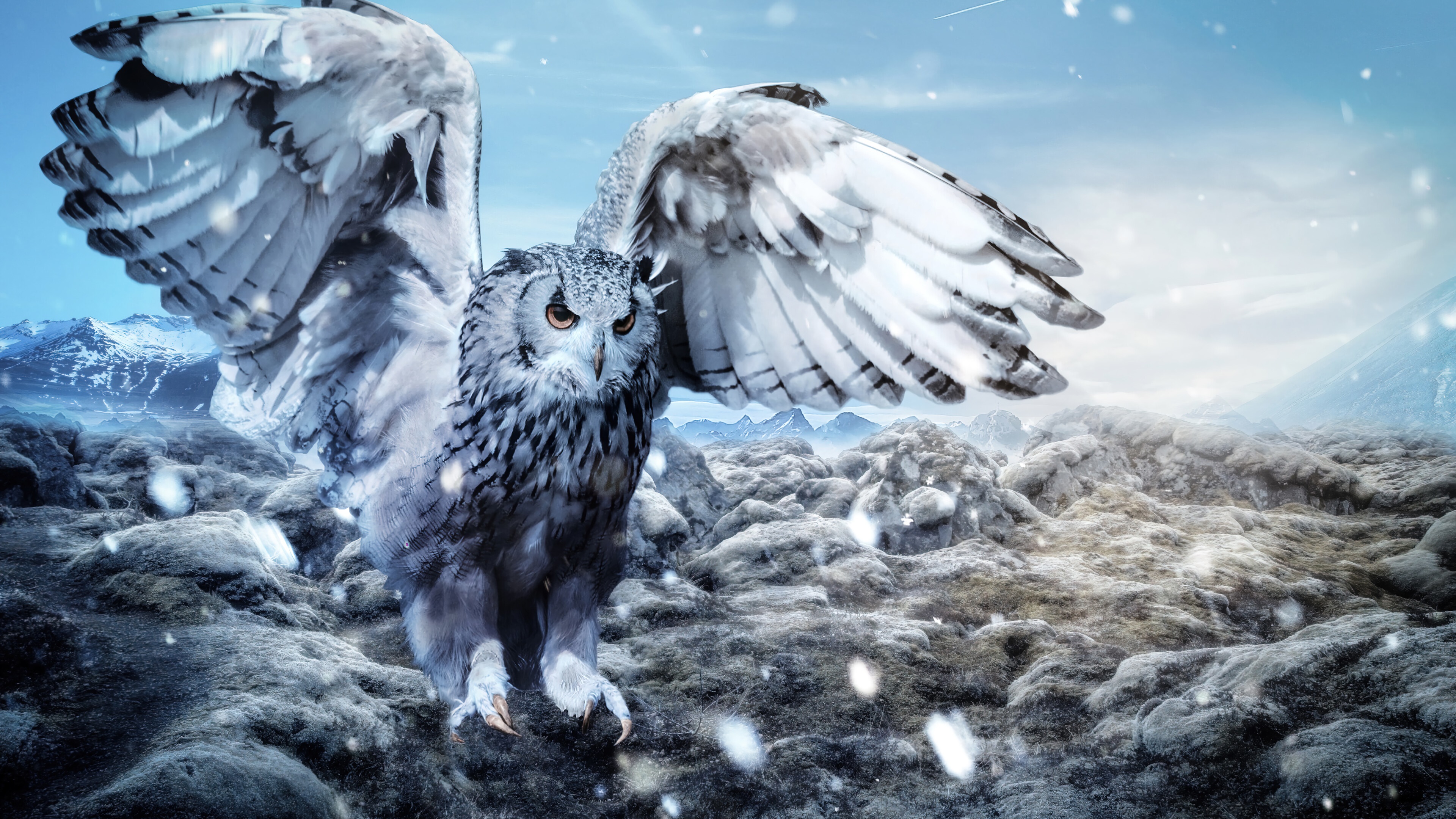 Owl in a snowy landscape 4K HD Wallpaper