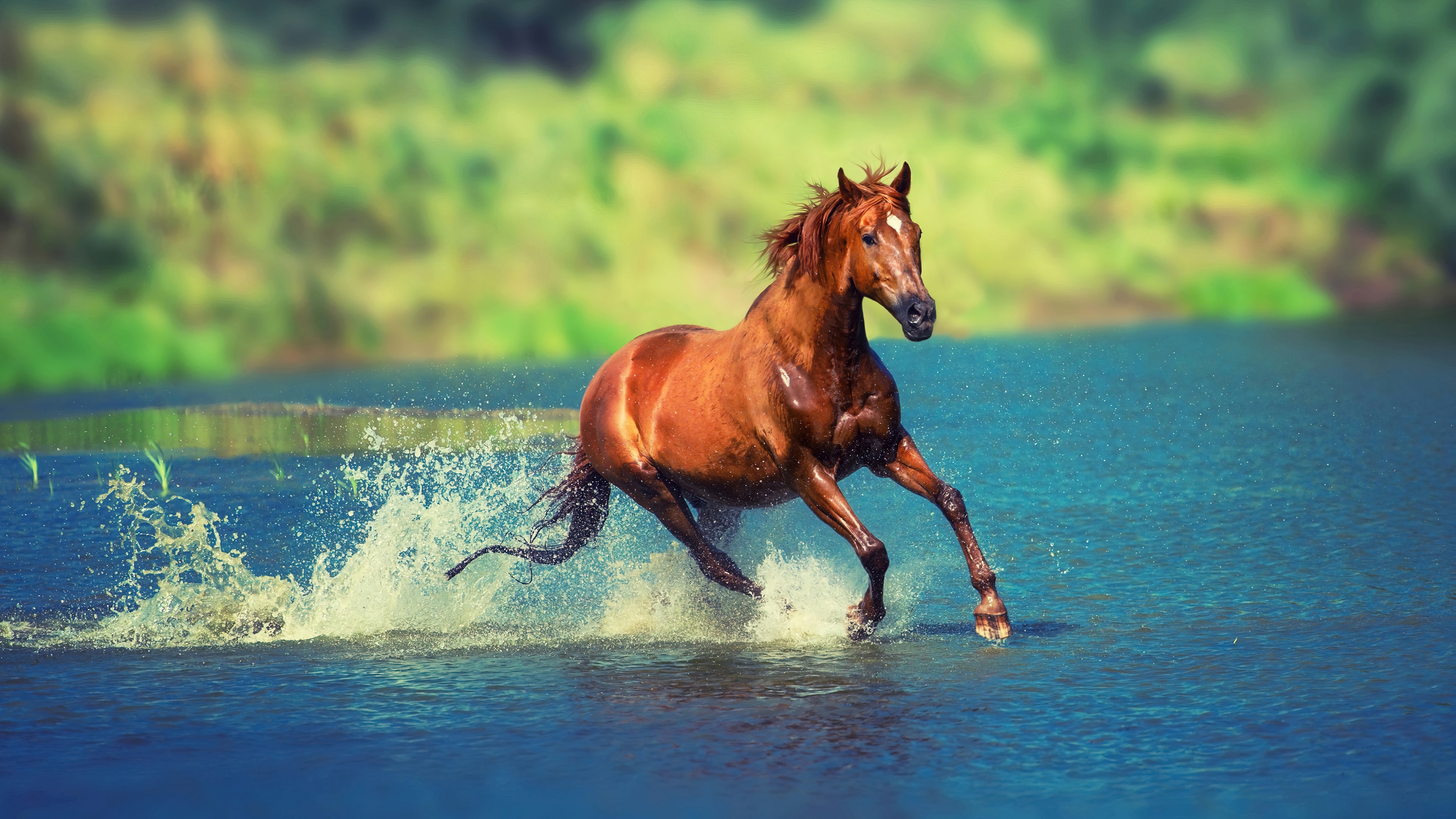 Brown horse running through water 4K HD Wallpaper