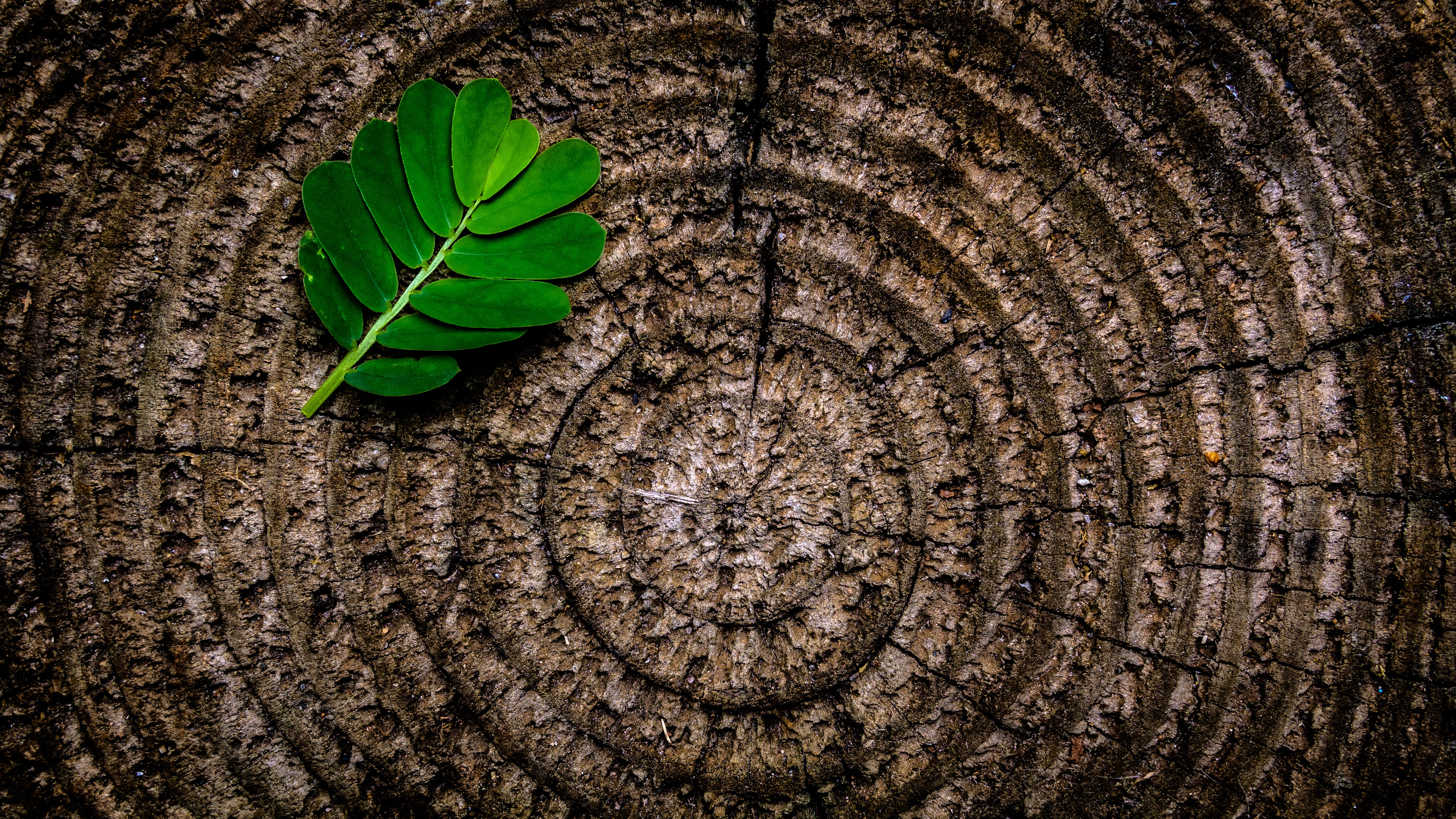 Green leaf on a textured wood grain surface HD Wallpaper