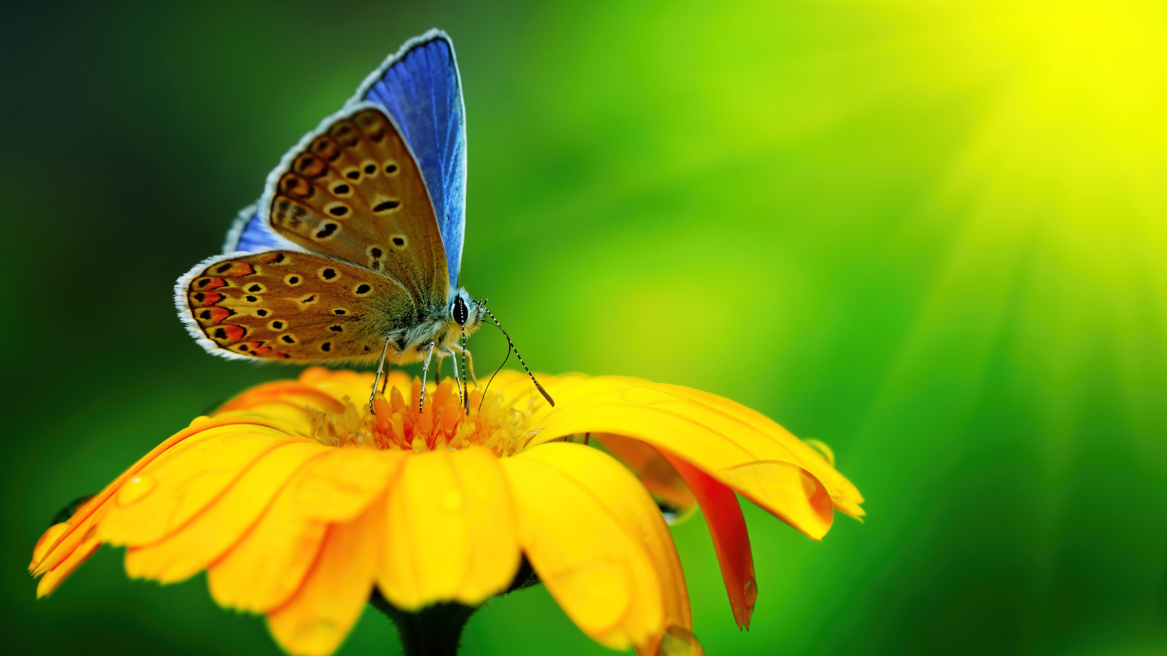 Butterfly on a yellow flower, 4K HD Wallpaper