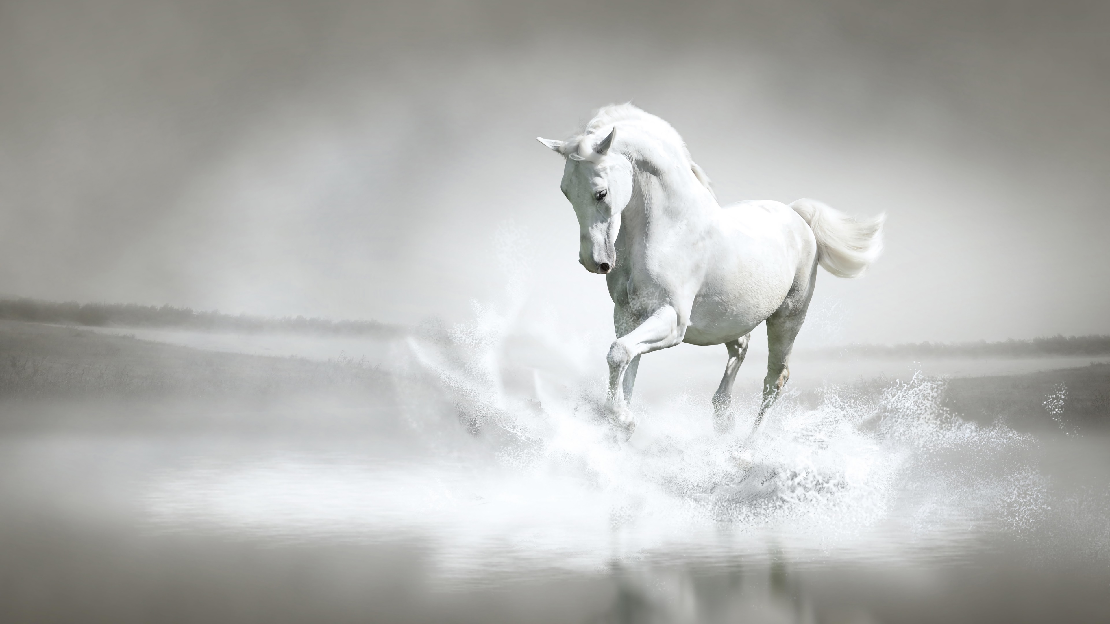 White horse running through water HD Wallpaper