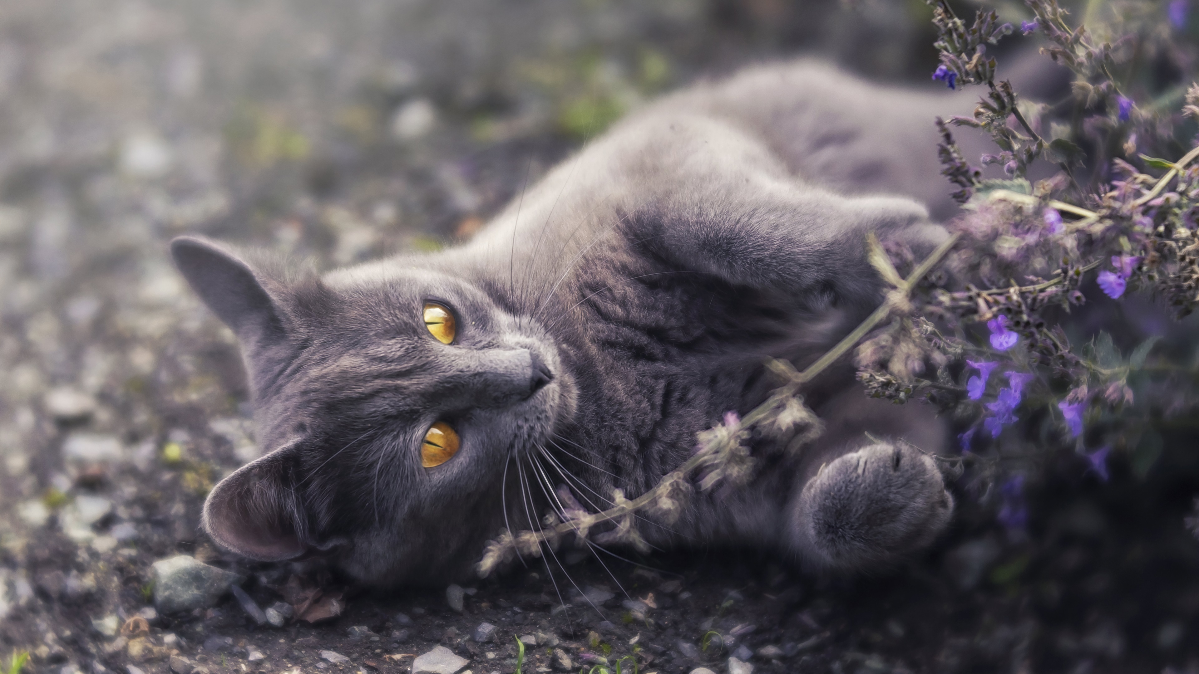 Grey cat with yellow eyes lying on the ground HD Wallpaper
