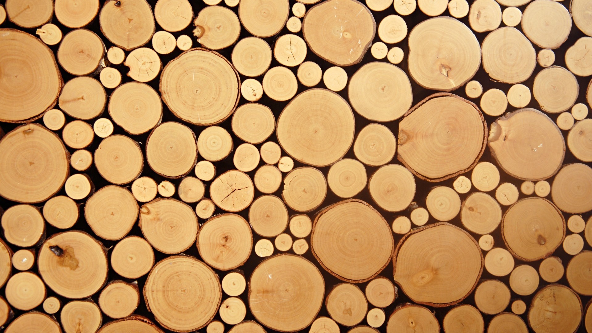 Wood HD: A textured background of cut logs HD Wallpaper