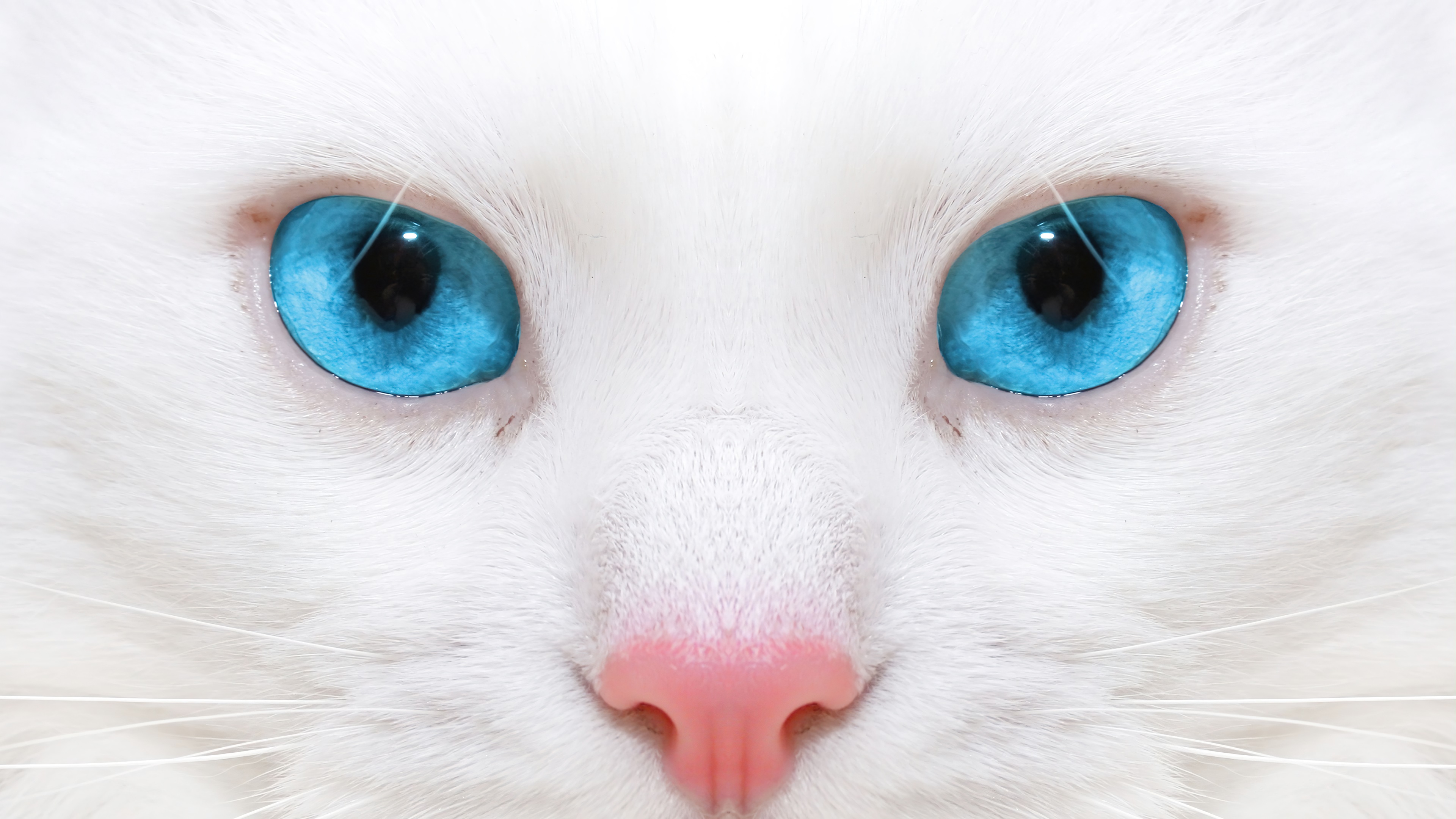 Close-up of a white cat with bright blue eyes HD Wallpaper