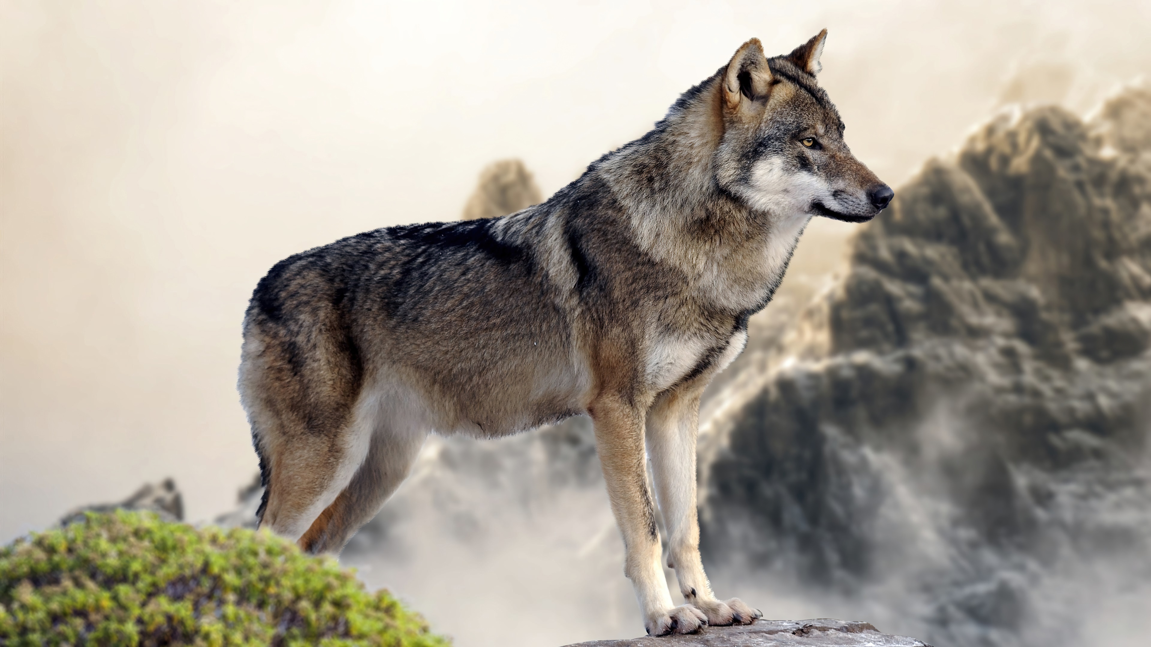 Wolf standing on a rocky outcrop with mountains in the background HD Wallpaper