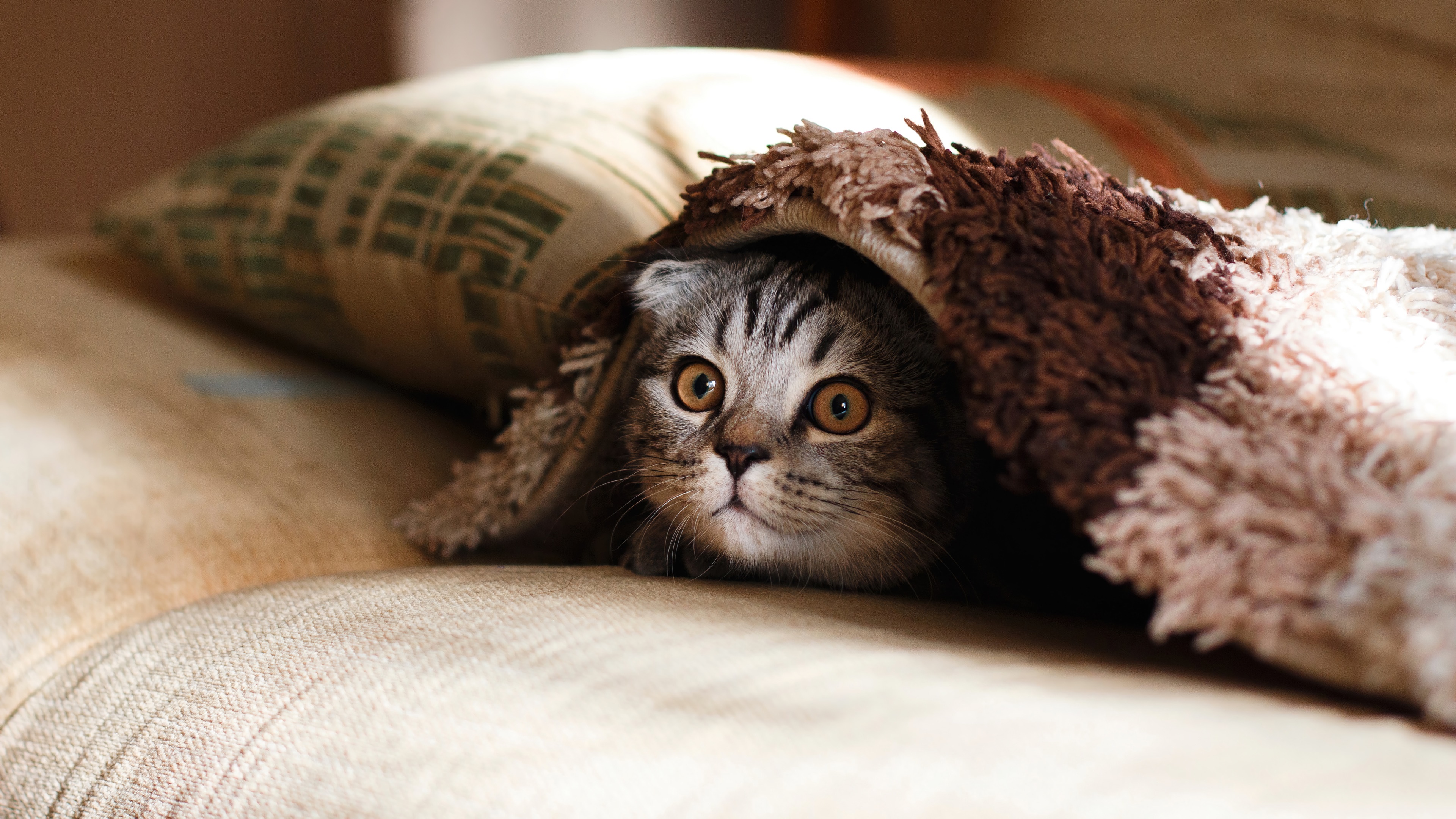Cute Scottish Fold cat hiding under a blanket HD Wallpaper