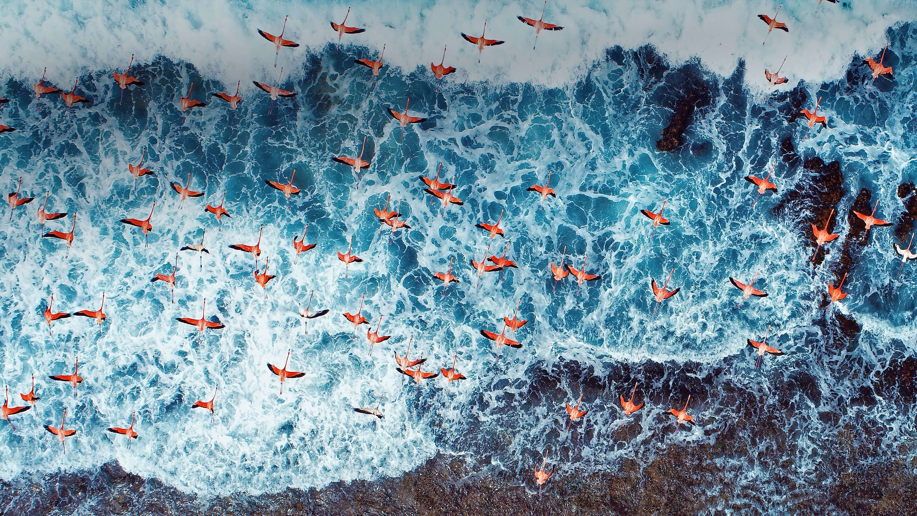 Flamingos flying over ocean waves, aerial view, 4K HD Wallpaper