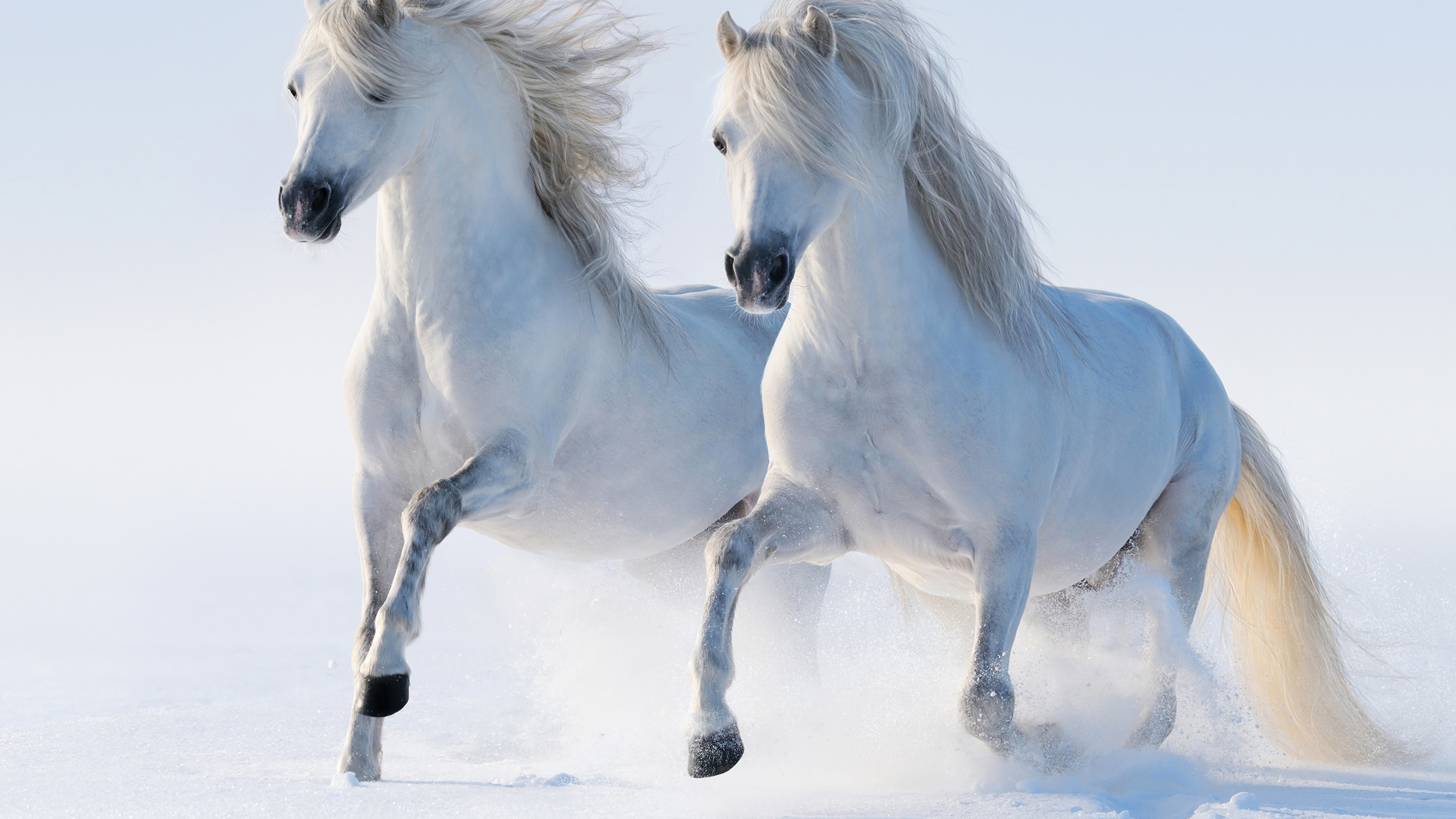 Two white horses running in snow 4K HD Wallpaper