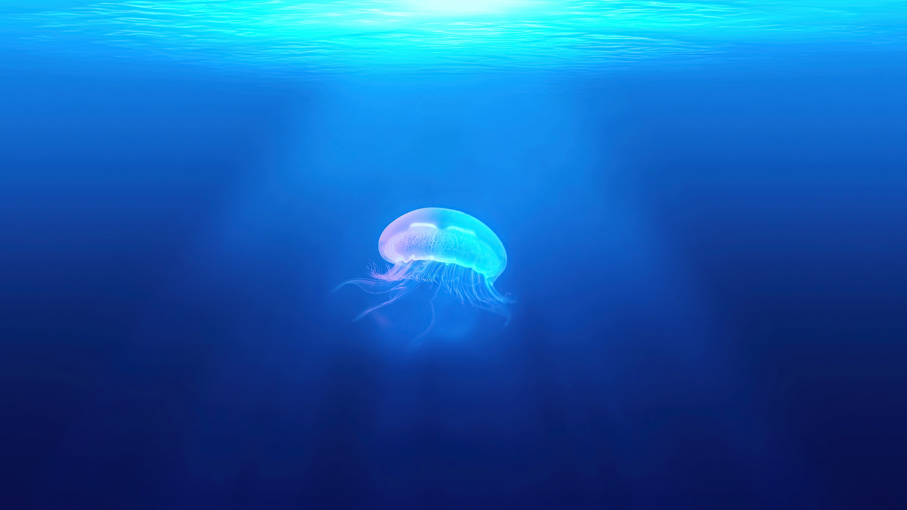 Jellyfish underwater 4K HD Wallpaper