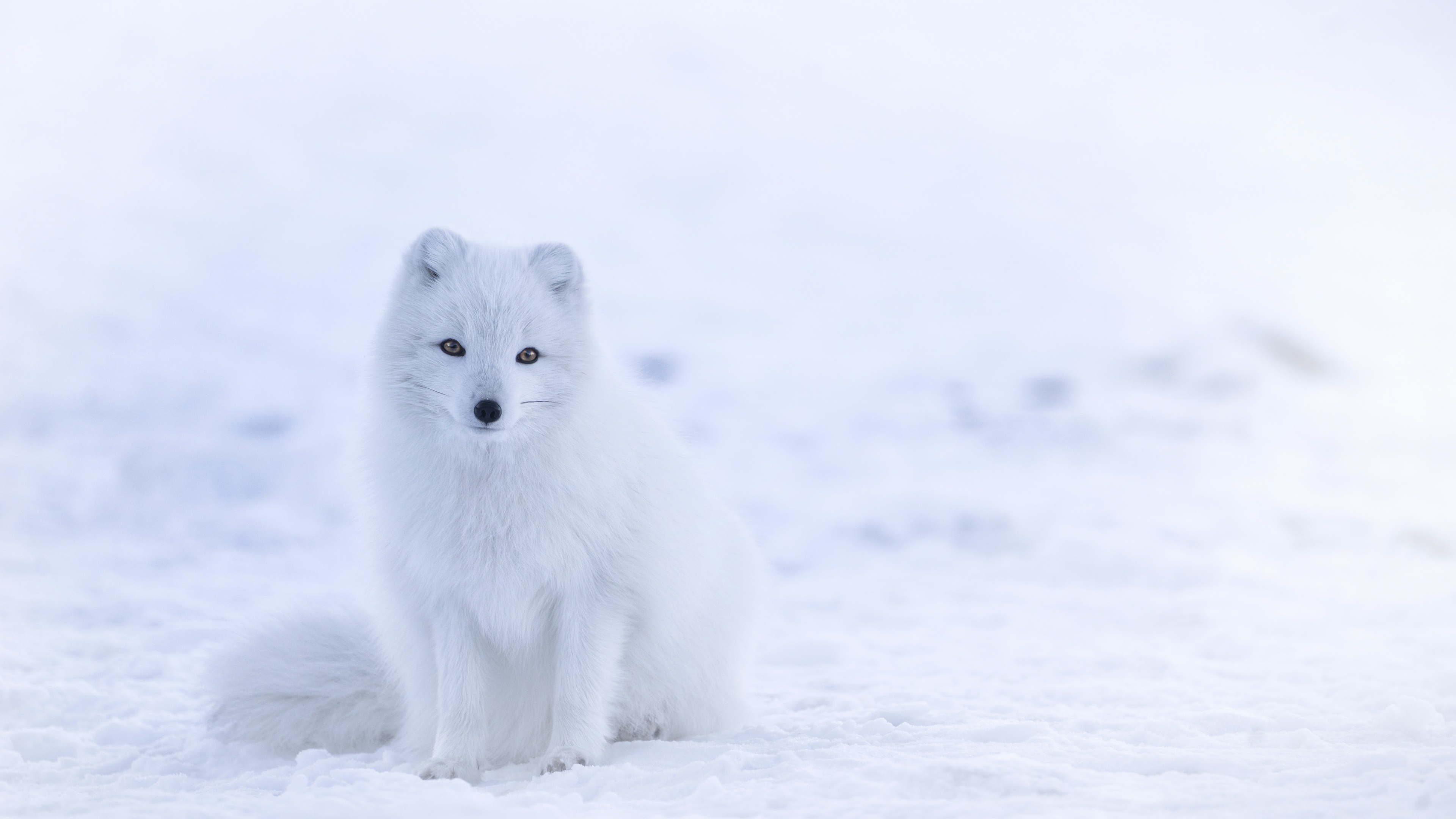 Arctic fox in the snow 4K HD Wallpaper