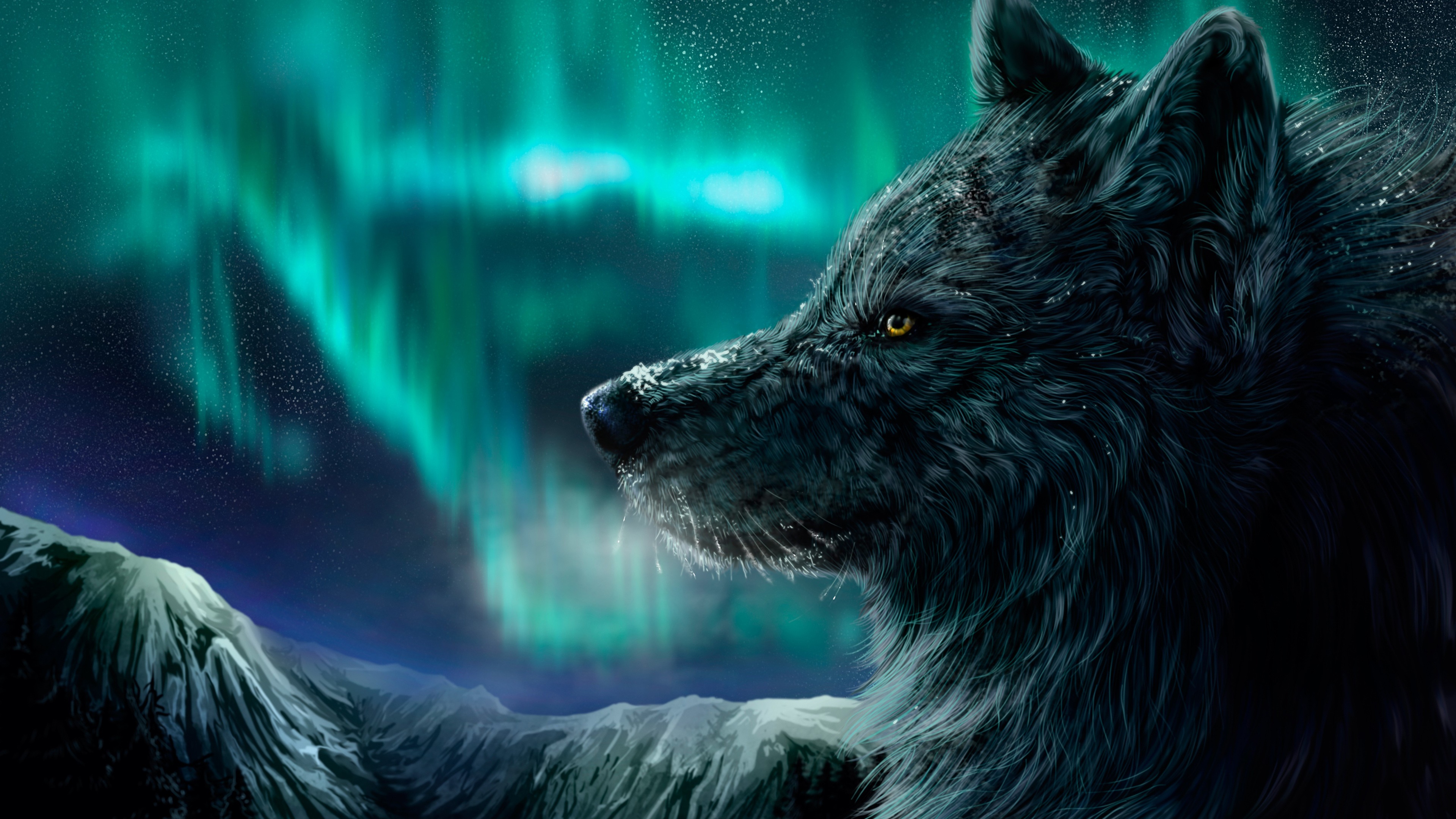 Black wolf under the aurora borealis 4K HD Wallpaper