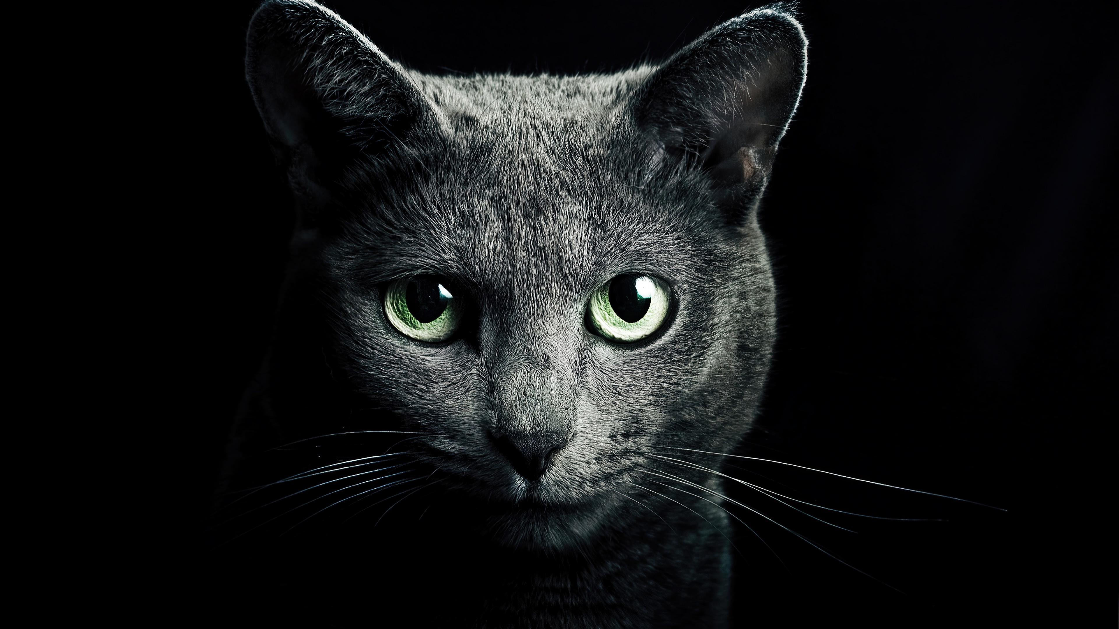 Close-up of a Russian Blue cat's face HD Wallpaper