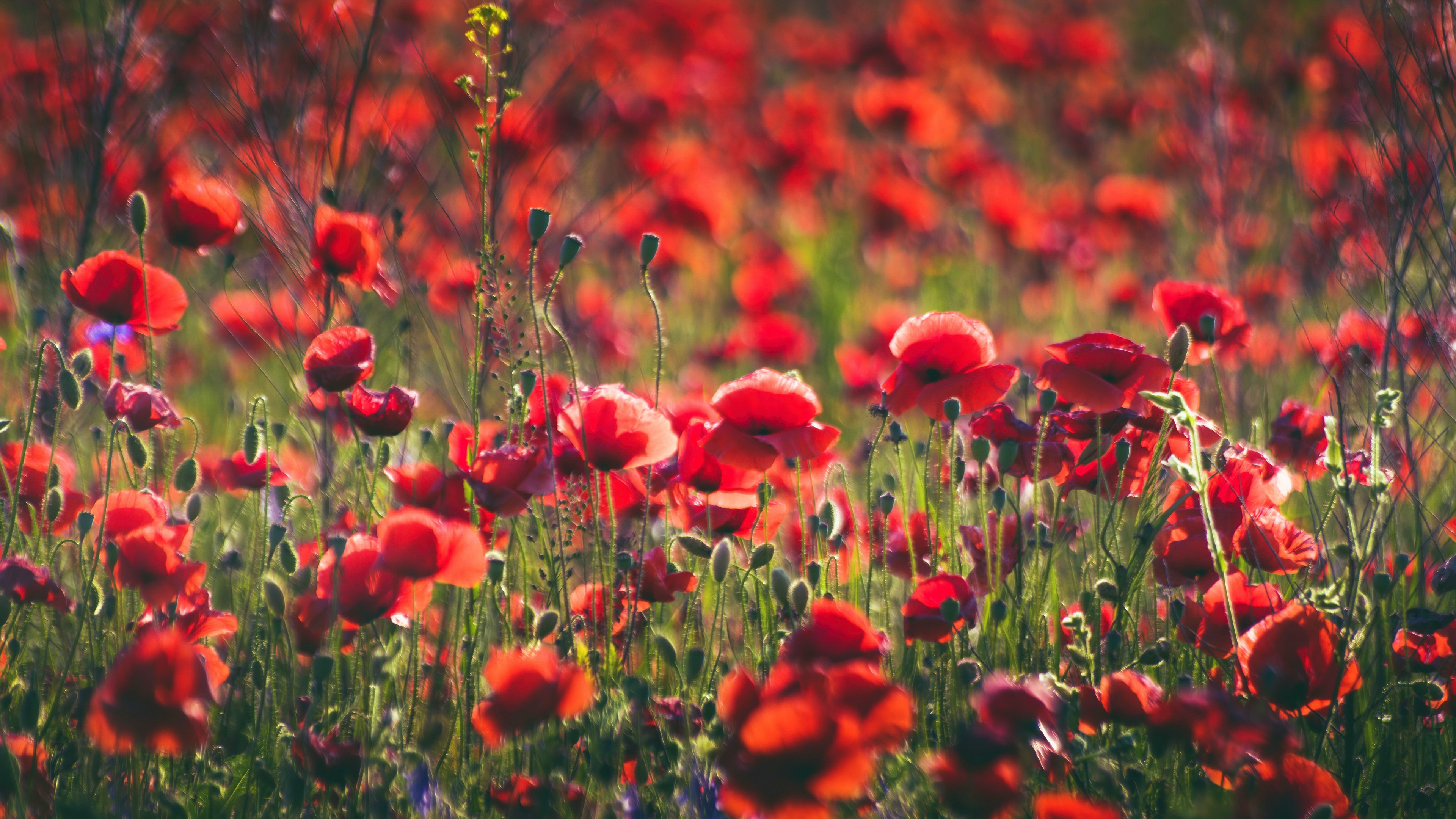 Field of Red Poppies HD Wallpaper