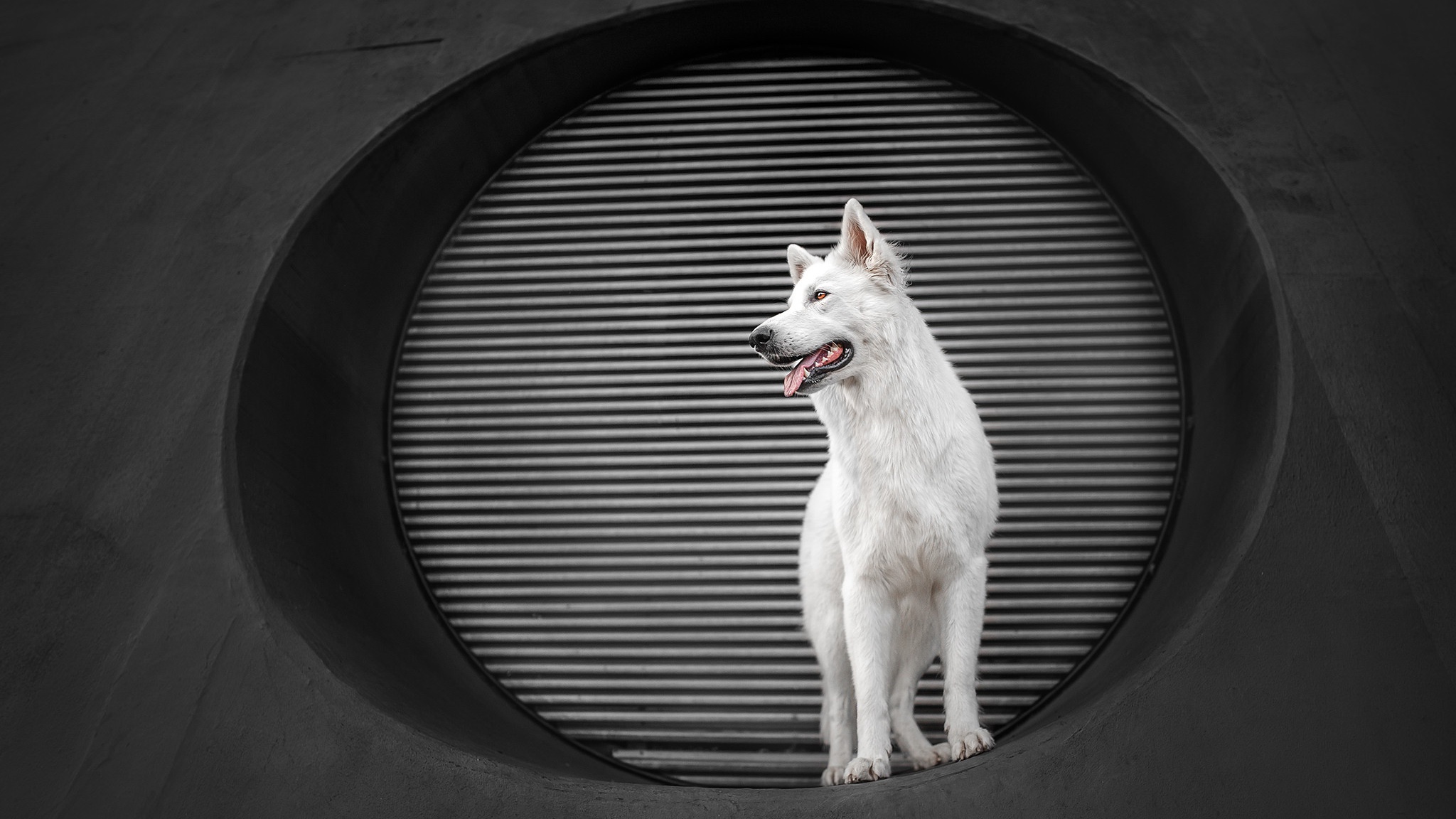 White German Shepherd in a Circular Opening HD Wallpaper