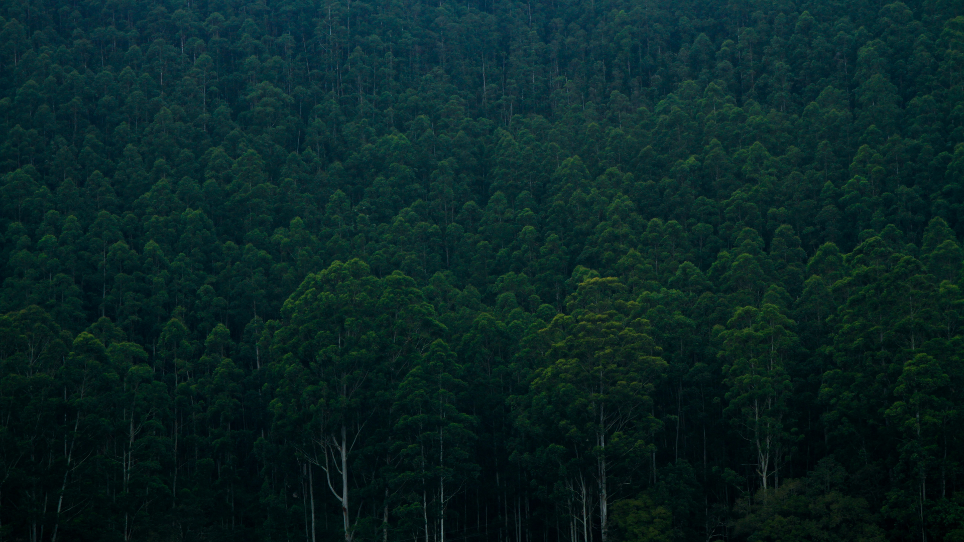 Dense Eucalyptus Forest in India HD Wallpaper