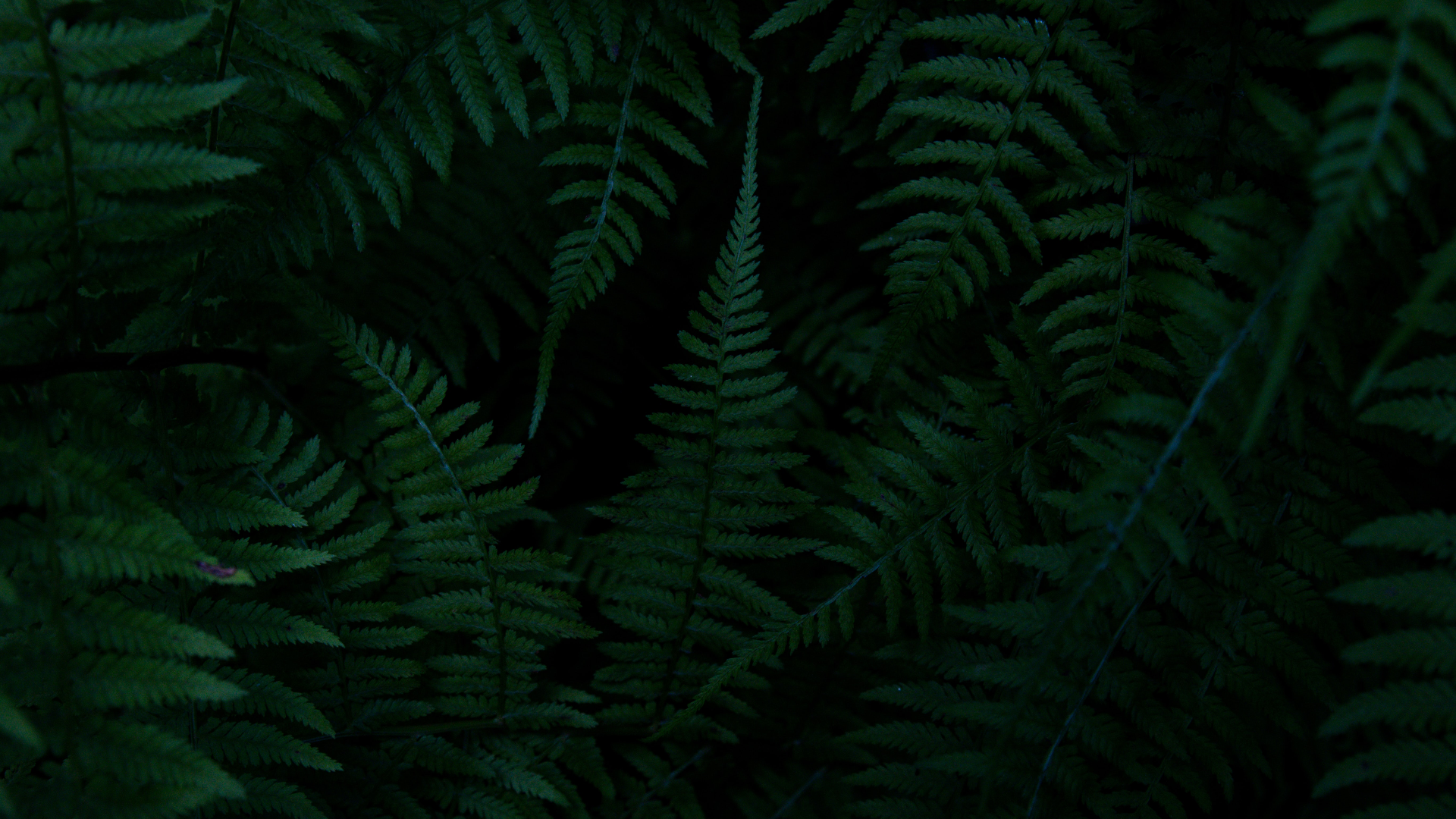 Dark Green Fern Leaves HD Wallpaper