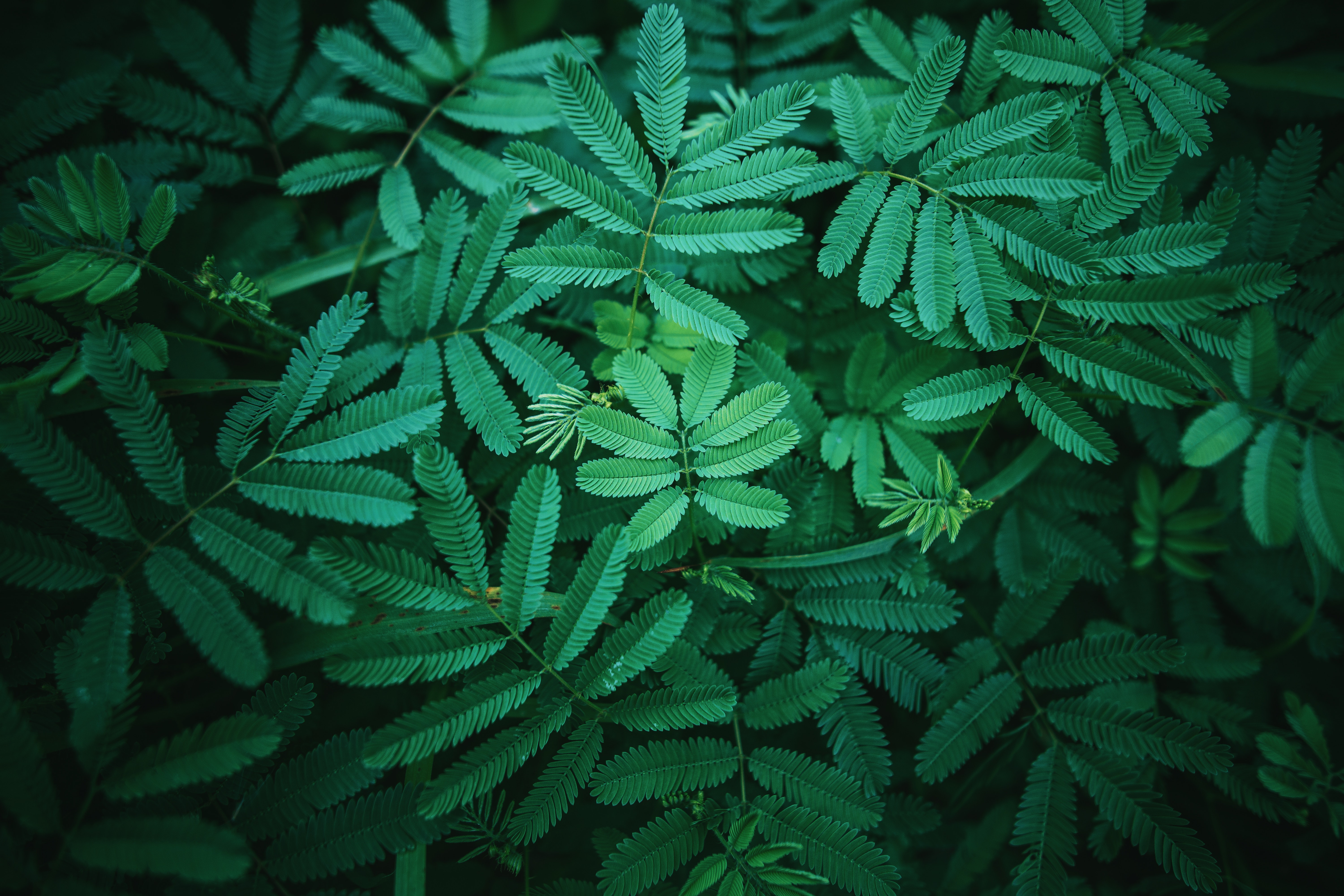 Dark Green Fern Leaves 4K HD Wallpaper