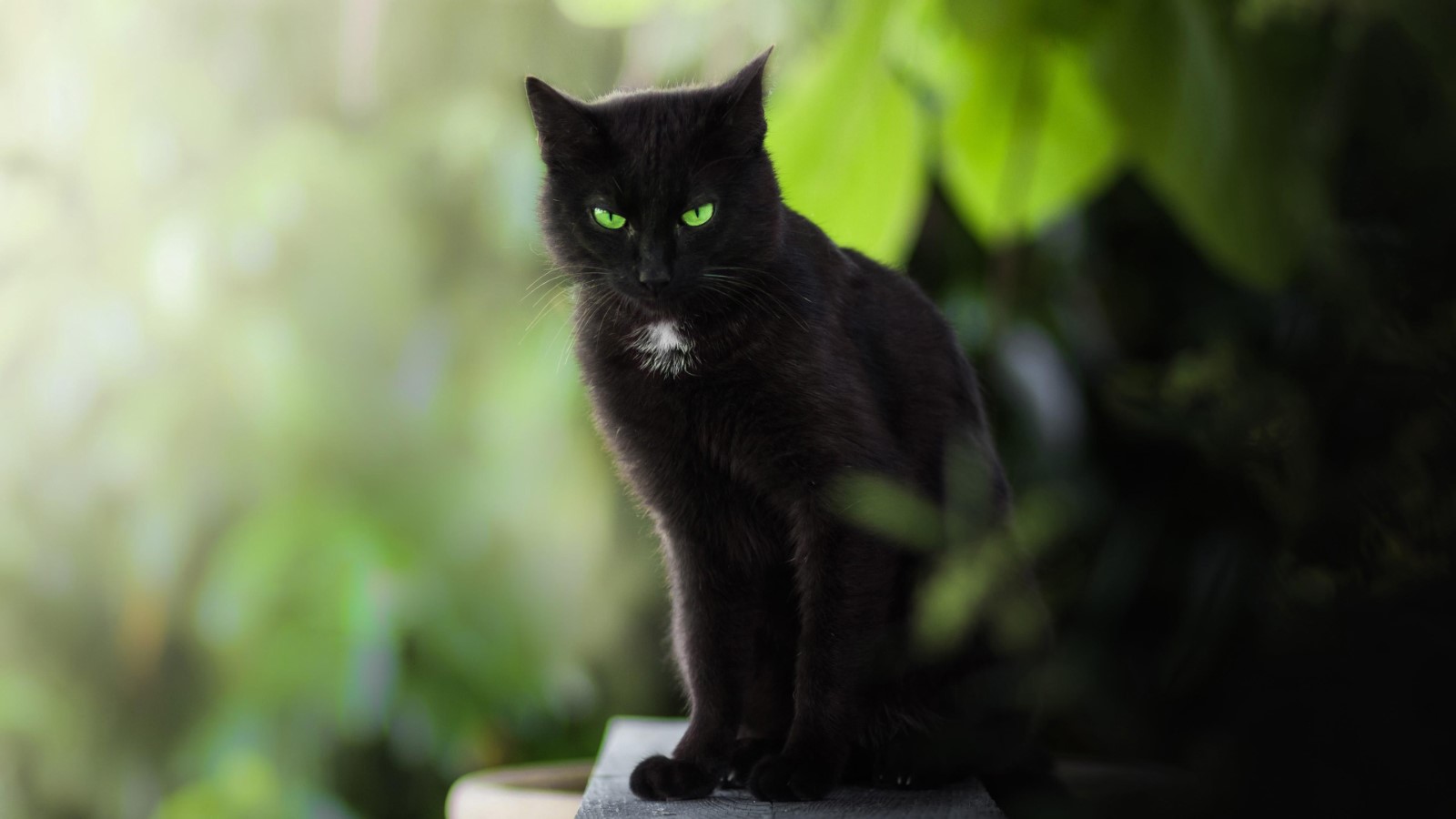 Black cat with green eyes sitting outdoors HD Wallpaper