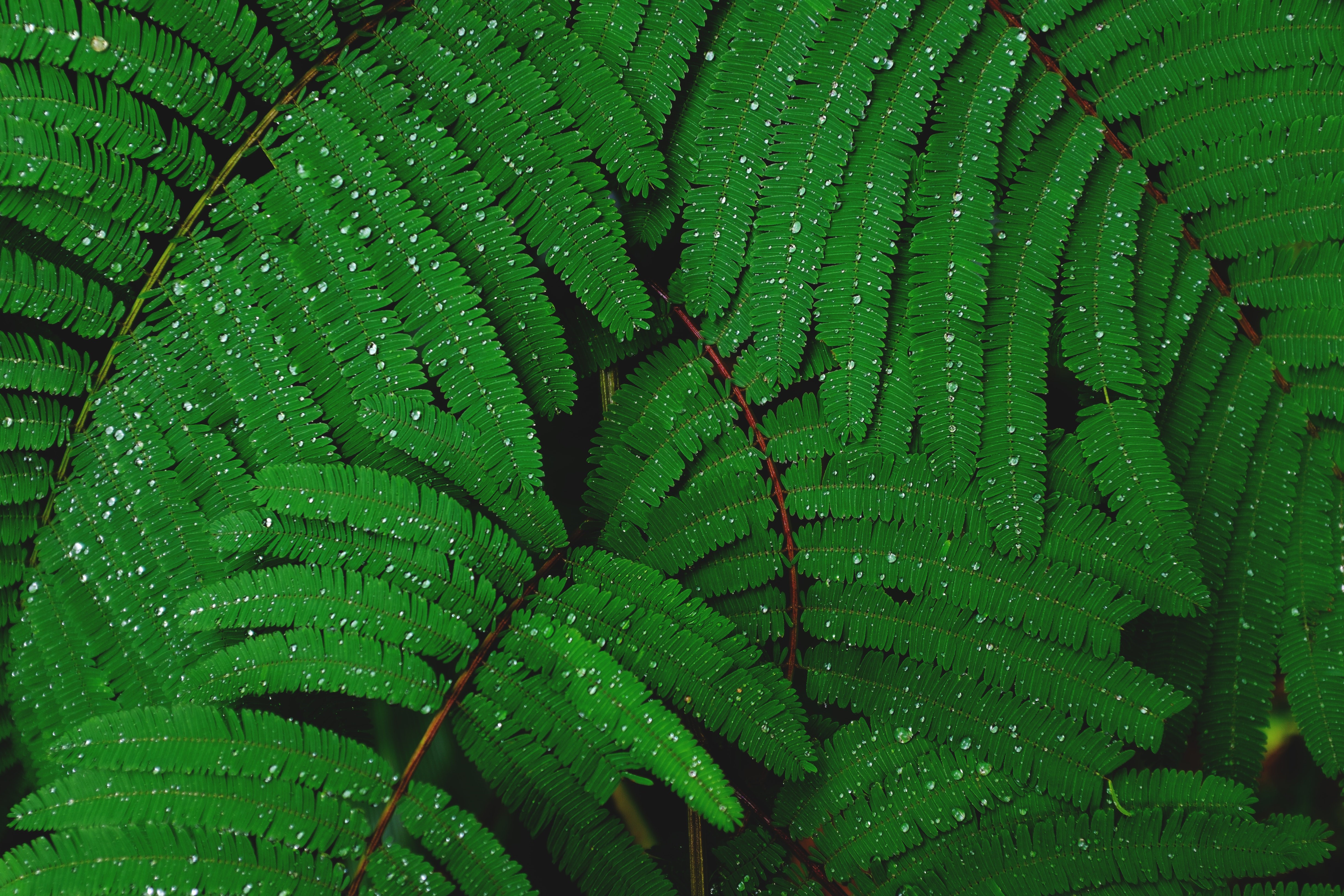 Green fern leaves with water drops HD Wallpaper
